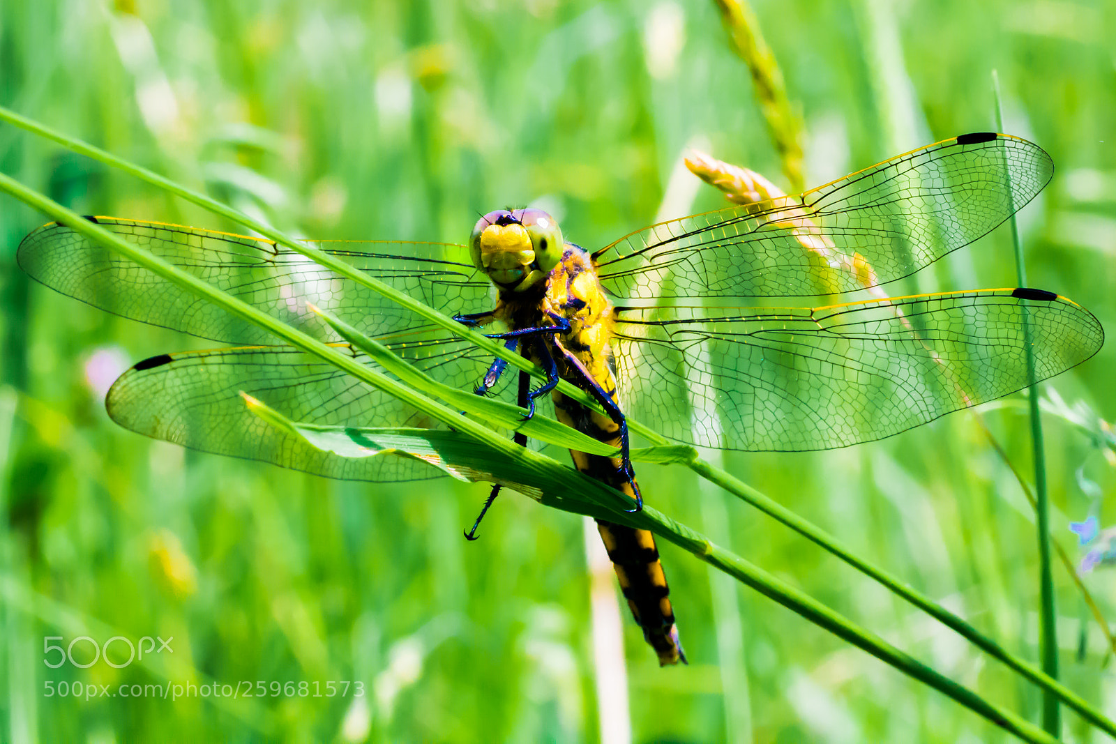 Canon EOS 600D (Rebel EOS T3i / EOS Kiss X5) sample photo. Friendly dragonfly photography