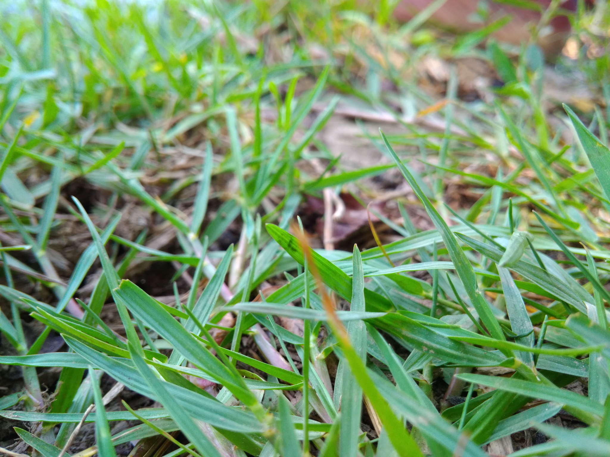 Xiaomi Redmi 4A sample photo. Grass photography