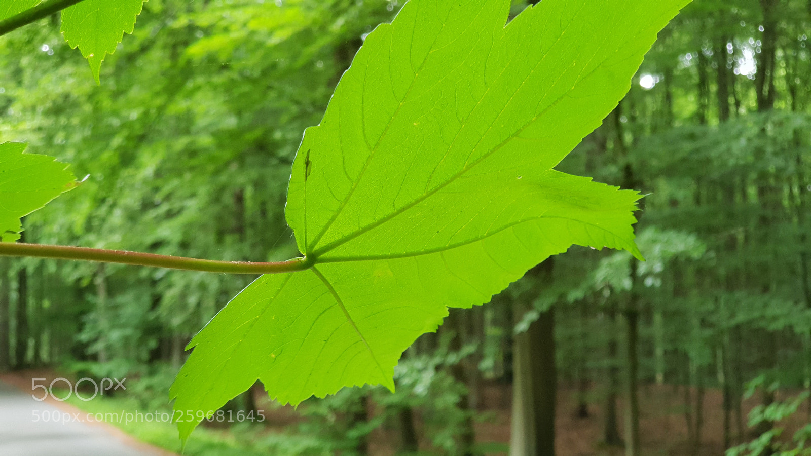 Samsung Galaxy S9+ sample photo. Just a leave photography