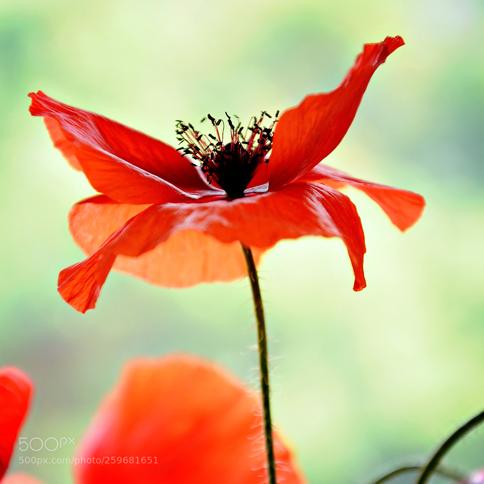 Nikon D90 sample photo. Poppy portrait photography