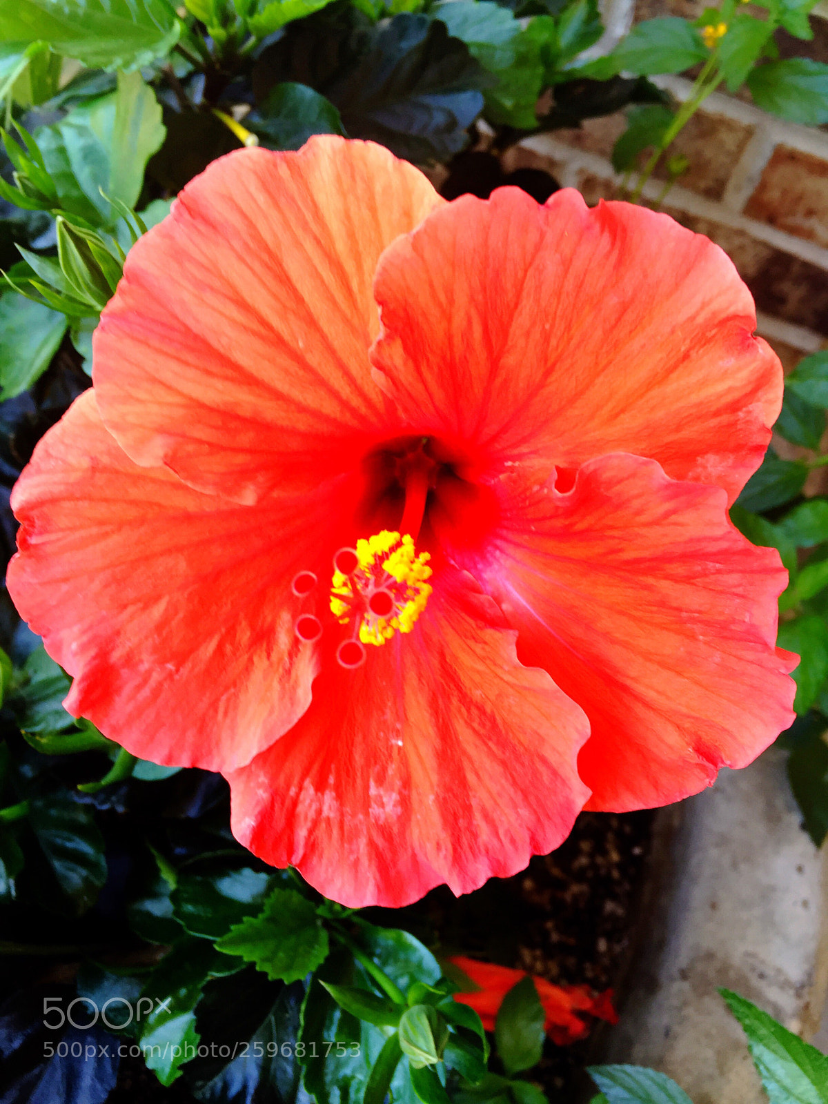 Apple iPhone 6 Plus sample photo. Today’s flower ?  photography