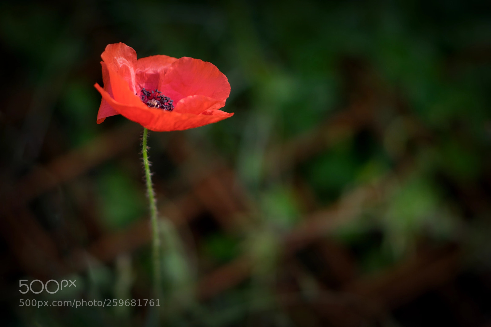 Nikon D5300 sample photo. On the grid photography