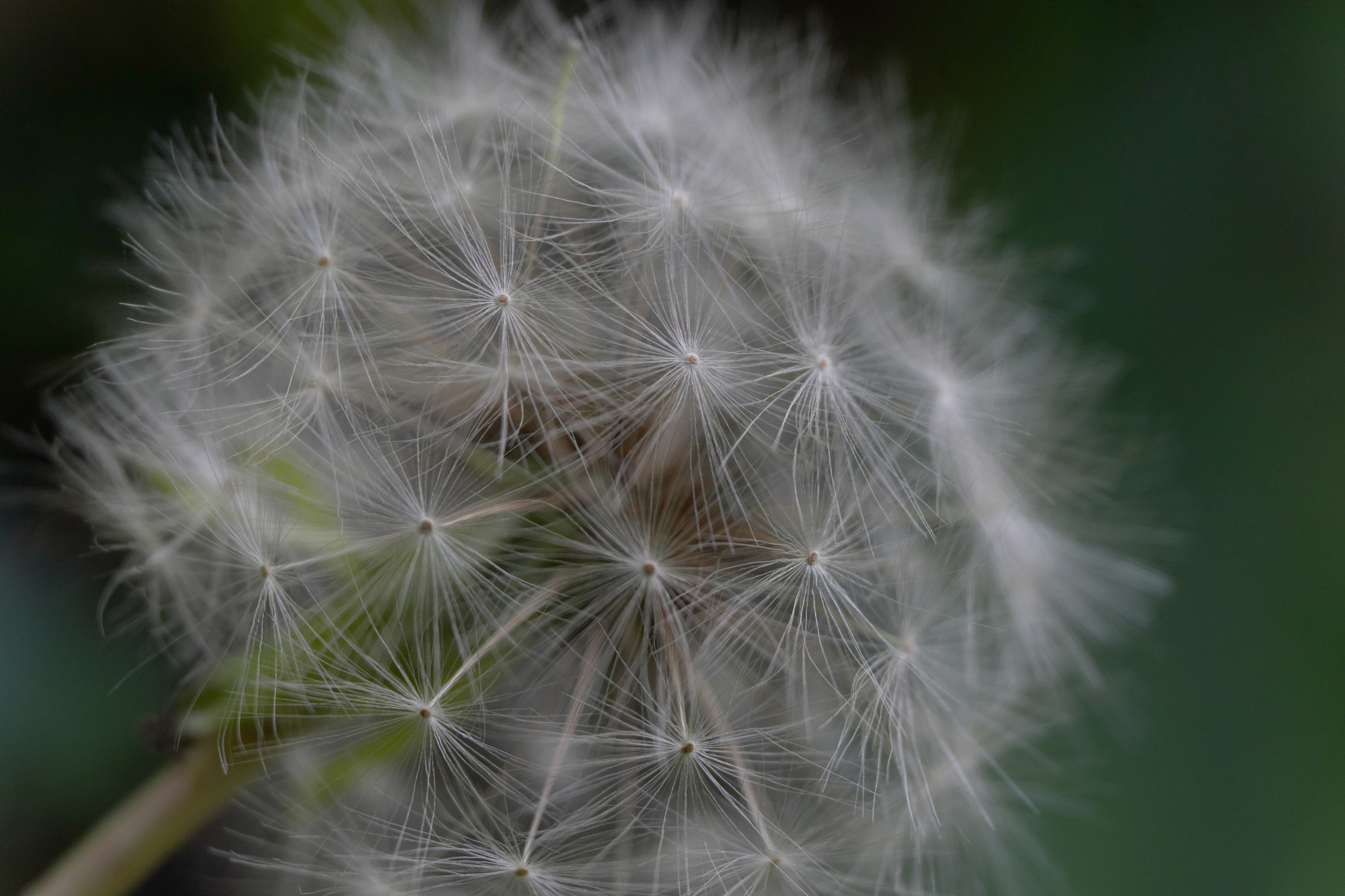 Fujifilm X-A3 sample photo. Dandelion seed photography