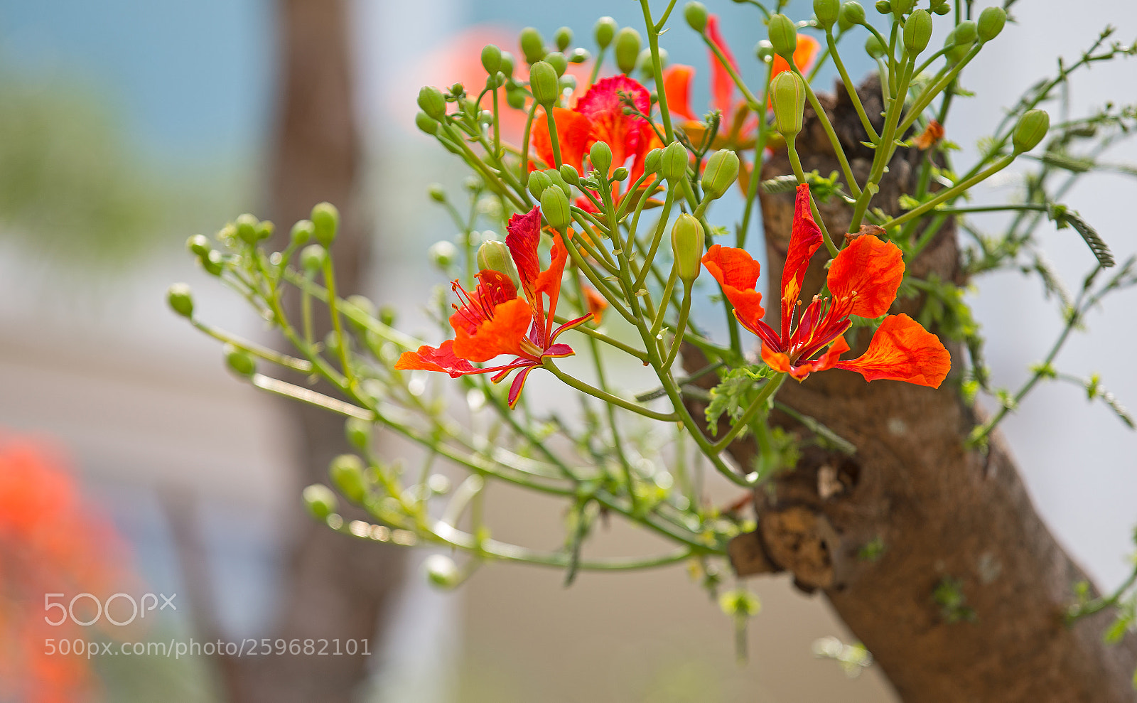 Canon EOS-1D X sample photo. Flamboyant photography