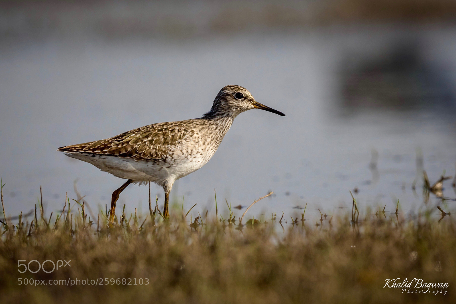 Canon EOS 7D Mark II sample photo. Sandpiper photography