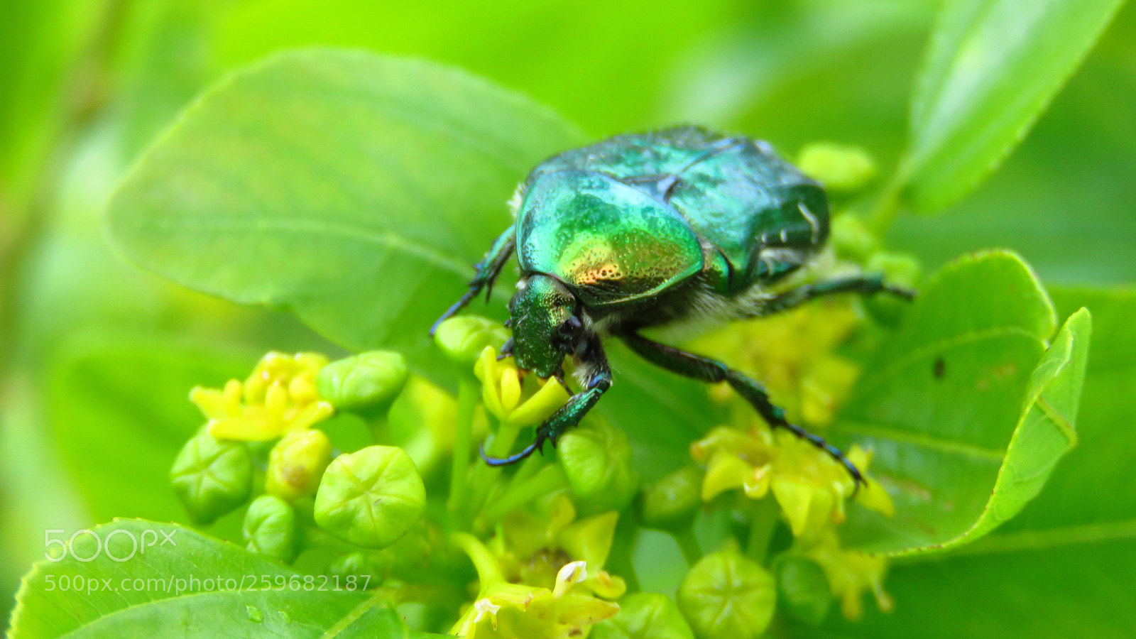 Canon PowerShot SX60 HS sample photo. Green rose chafer photography