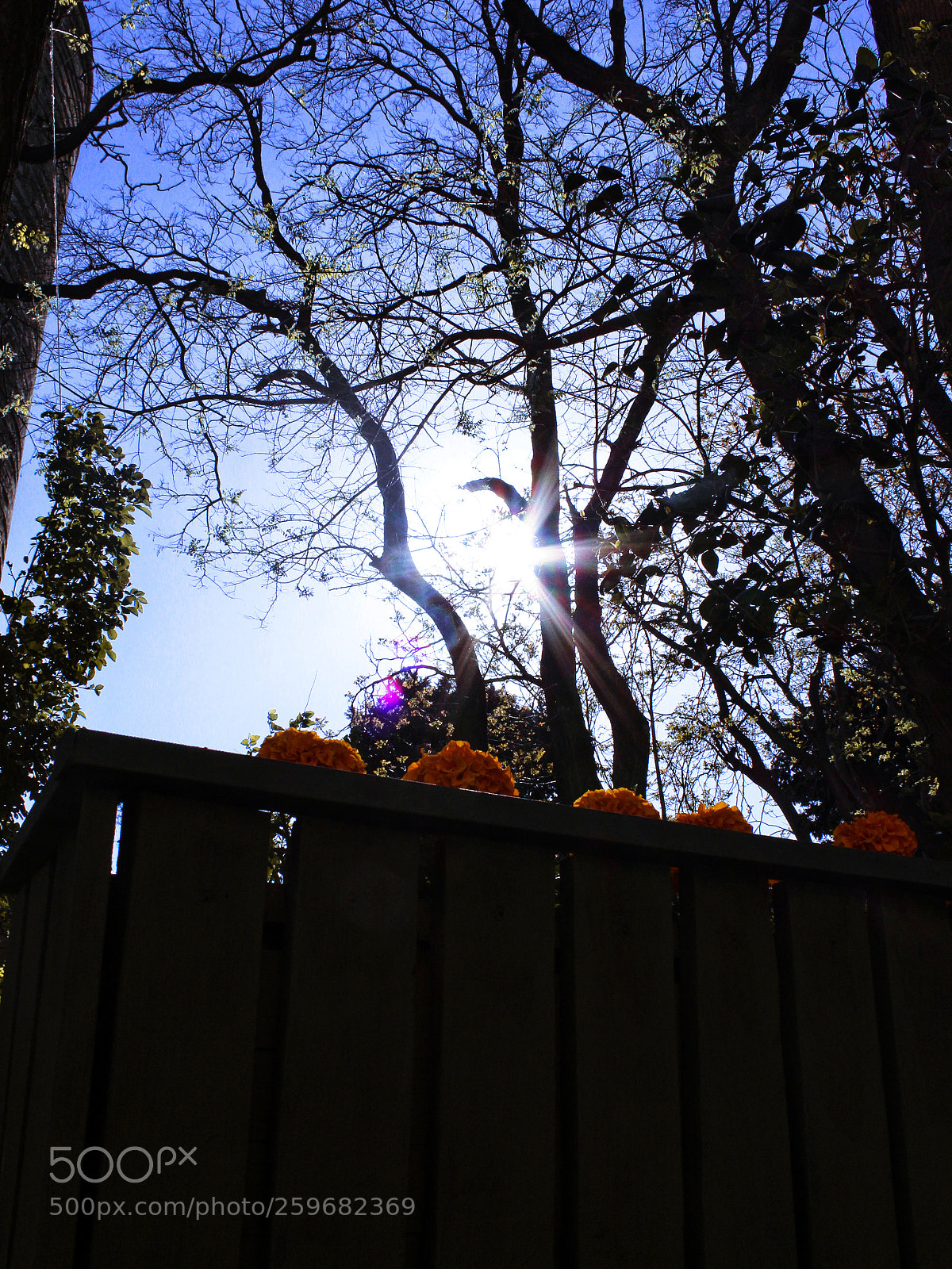 Canon EOS 650D (EOS Rebel T4i / EOS Kiss X6i) sample photo. X photography