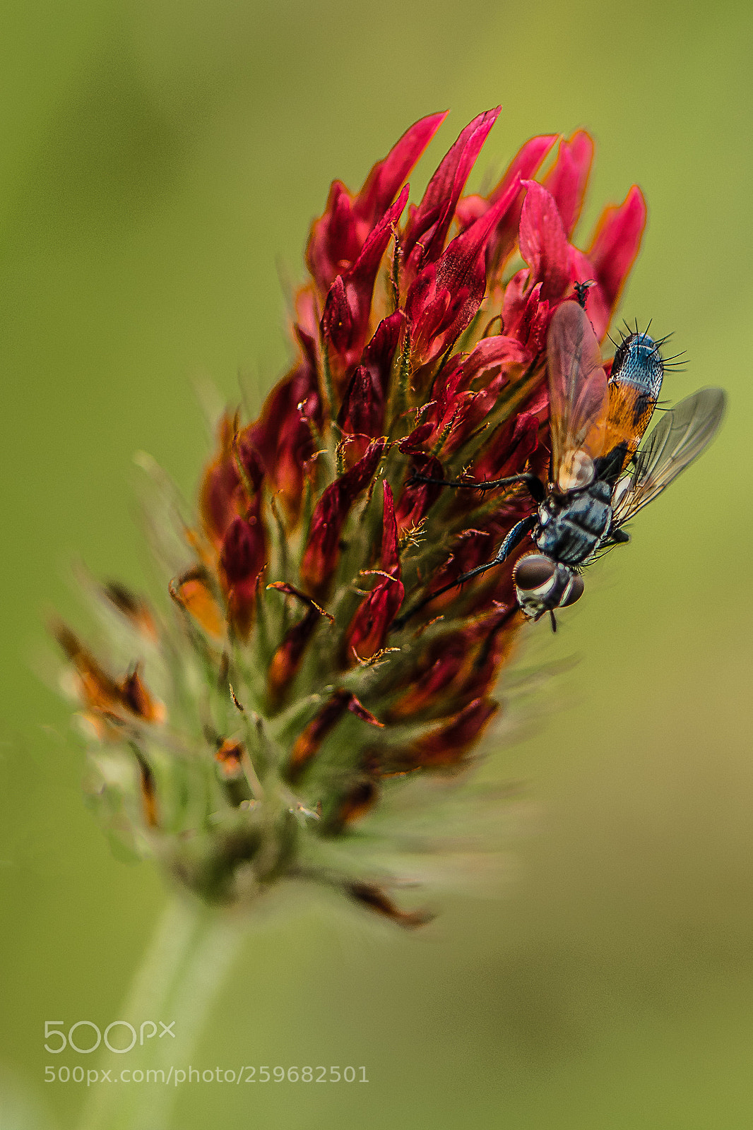 Nikon D750 sample photo. Insect photography