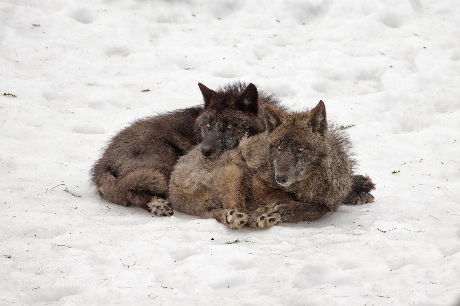 Canon EOS-1D X sample photo. Black wolves 6117 photography