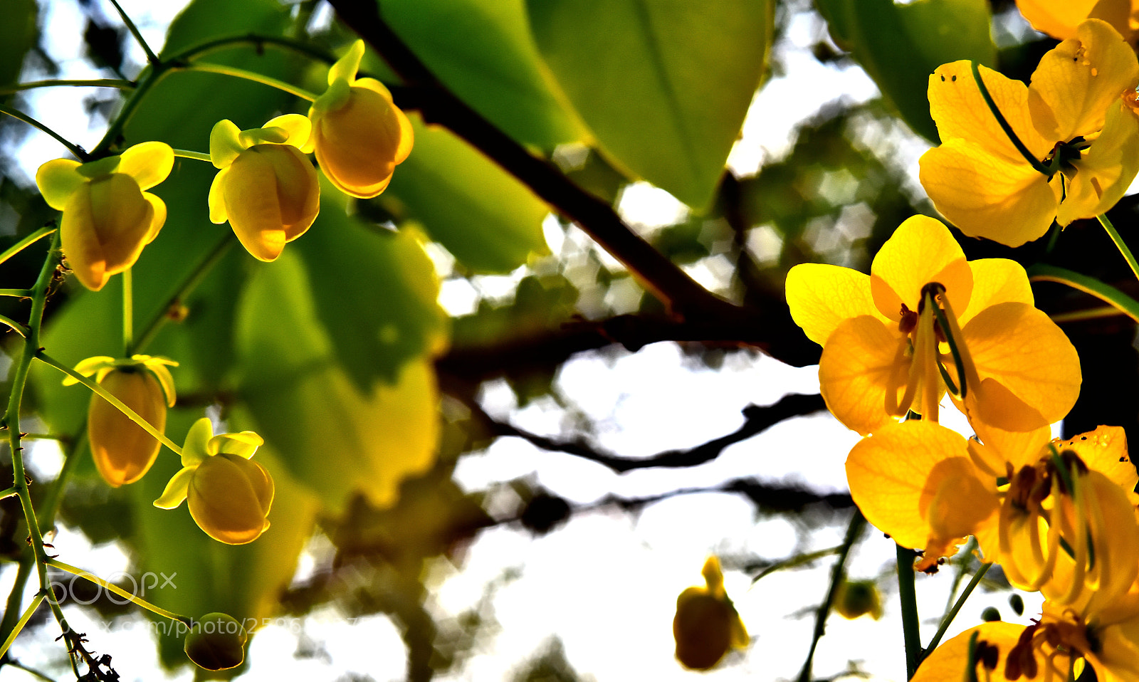 Nikon D750 sample photo. Dsc photography