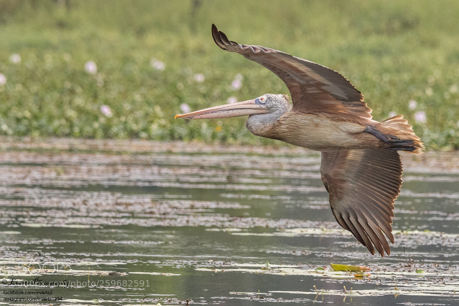 Canon EOS 80D sample photo. The spot-billed pelican photography