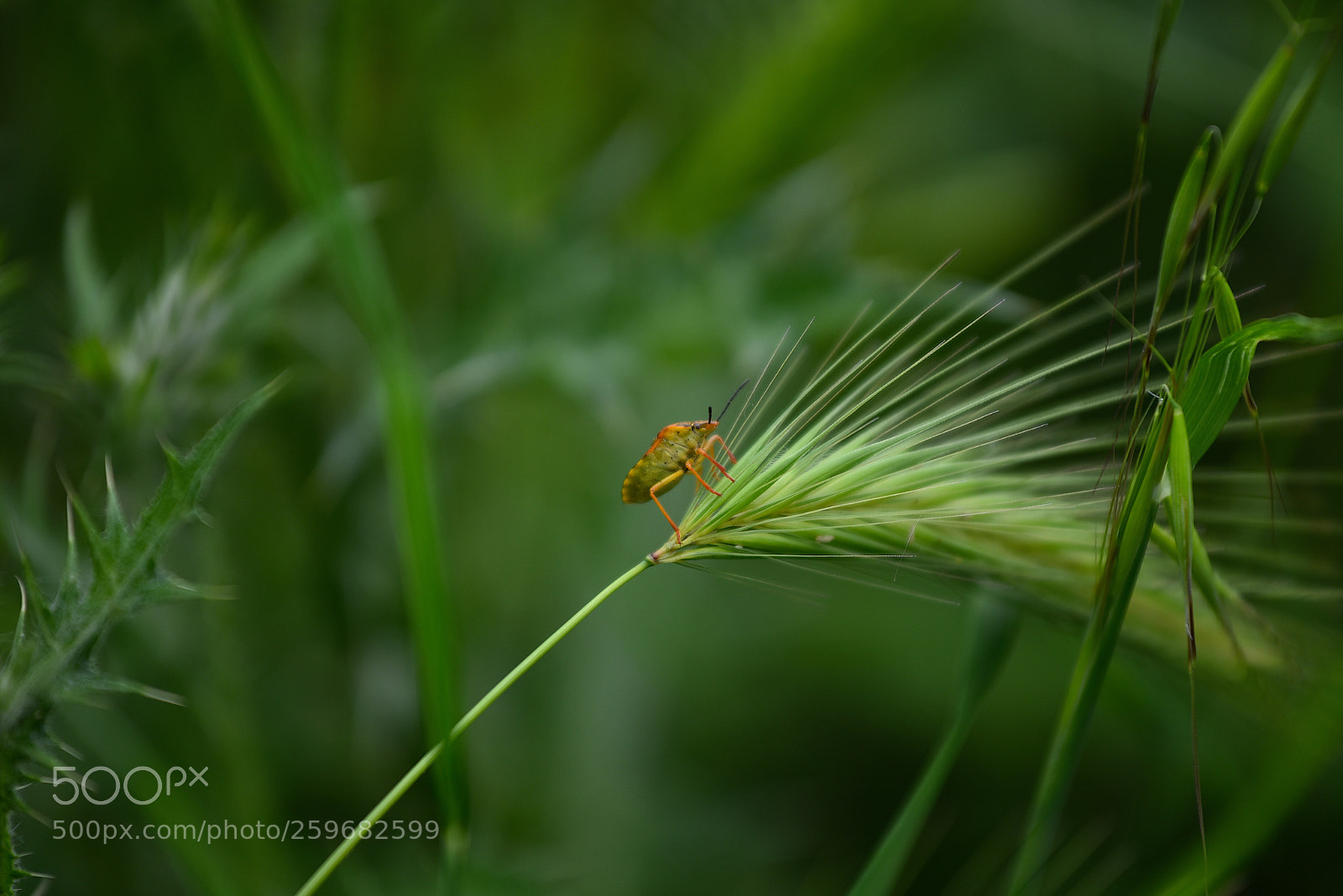 Nikon D750 sample photo. In cerca di piccole photography