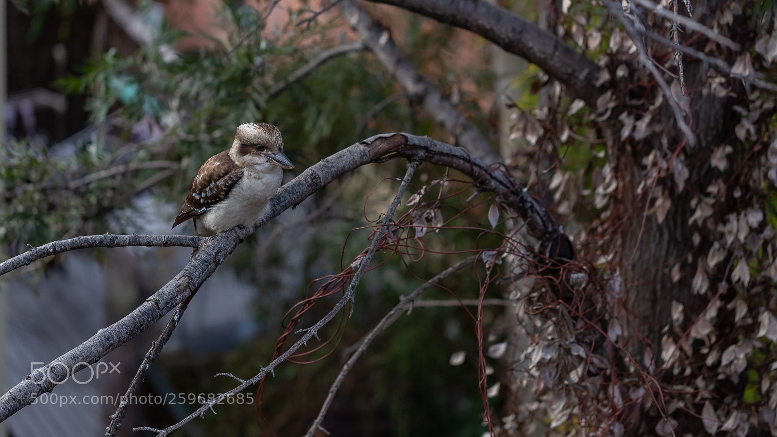 Canon EOS 6D Mark II sample photo. Img photography
