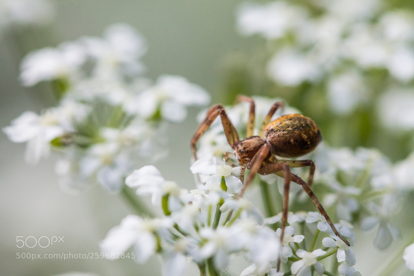 Canon EOS 1100D (EOS Rebel T3 / EOS Kiss X50) sample photo. Spider photography