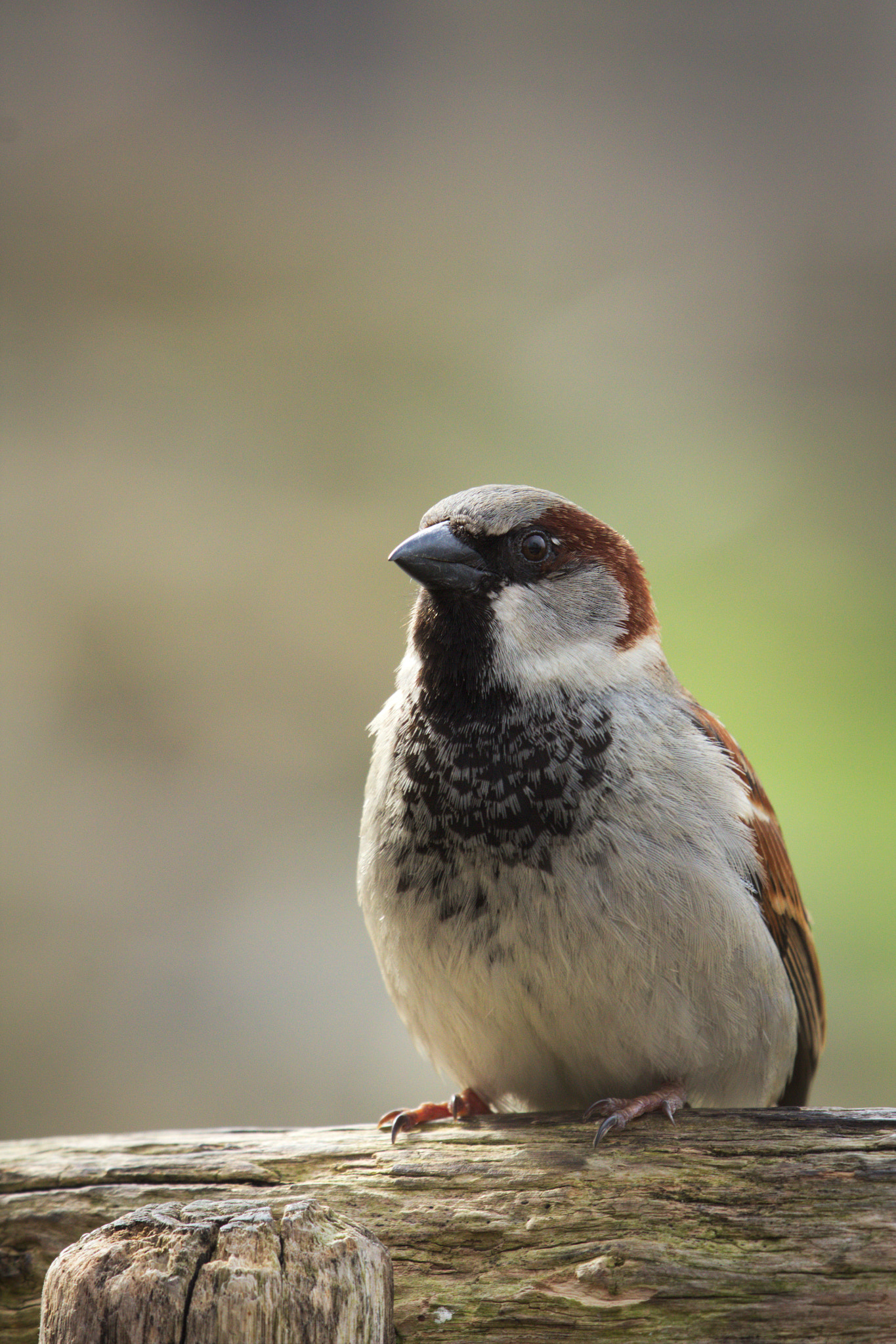 Canon EF 100-400mm F4.5-5.6L IS USM sample photo. Sparrow photography