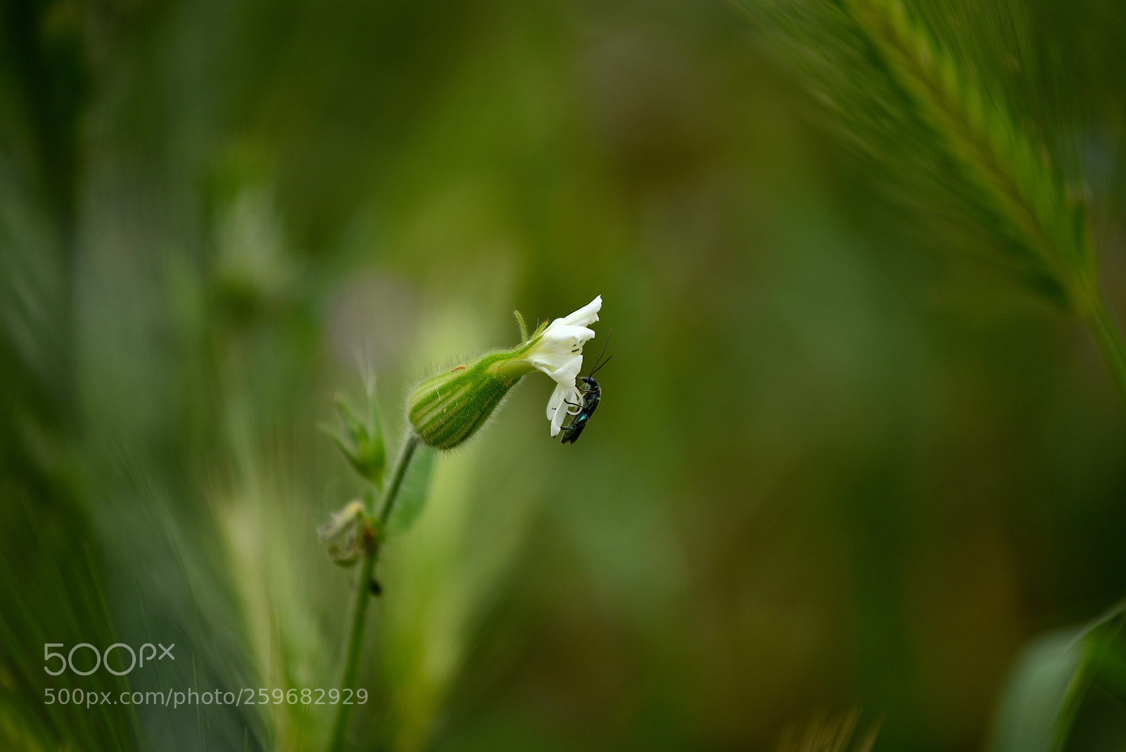Nikon D750 sample photo. La natura una cosa photography