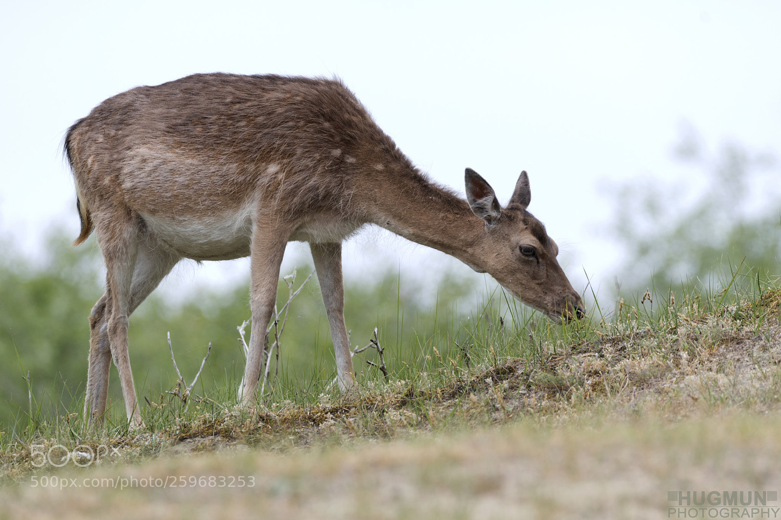 Nikon D500 sample photo. Deer in amsterdamse waterleidingduinen photography