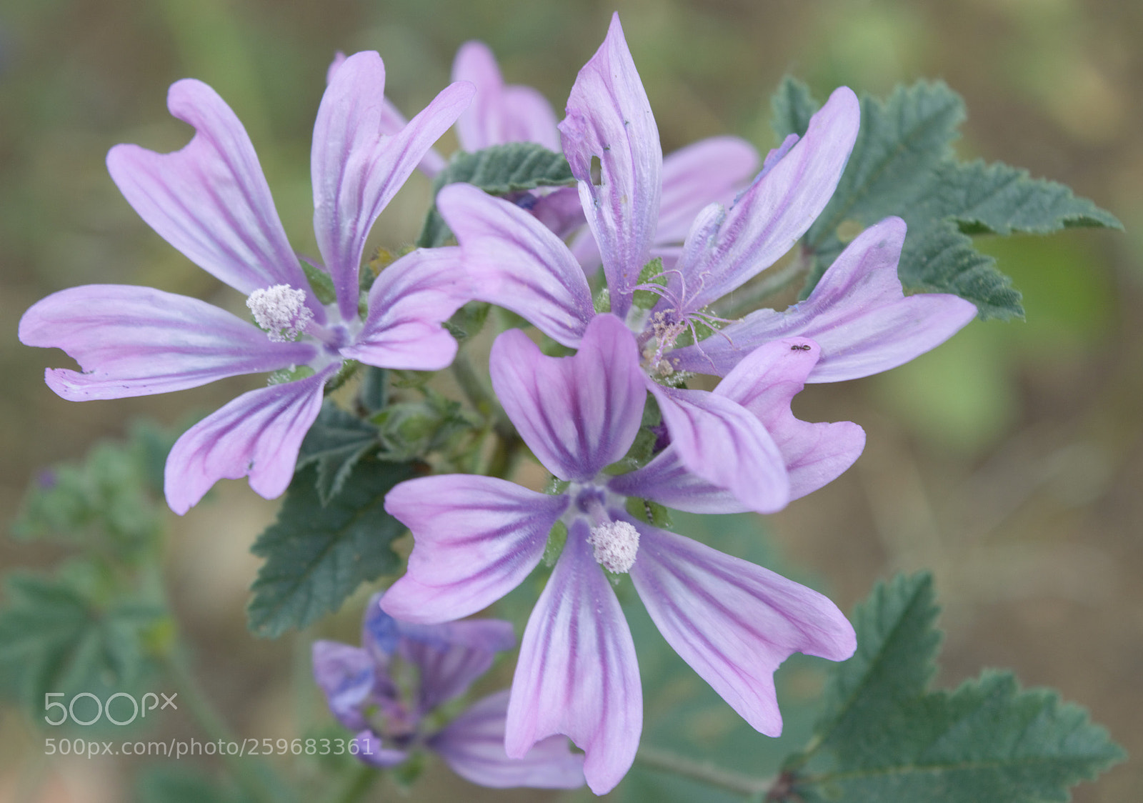 Nikon D3200 sample photo. Malva photography
