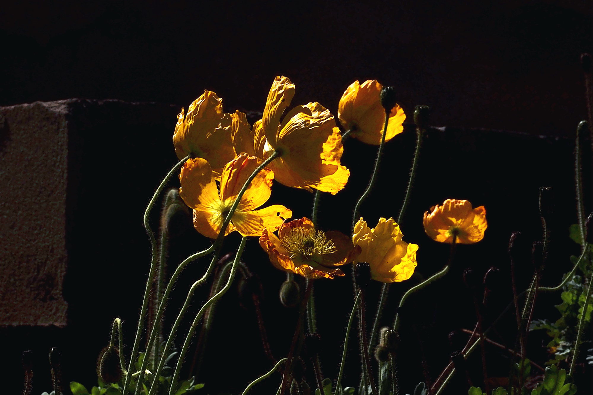 Olympus PEN E-PL5 sample photo. 花 photography