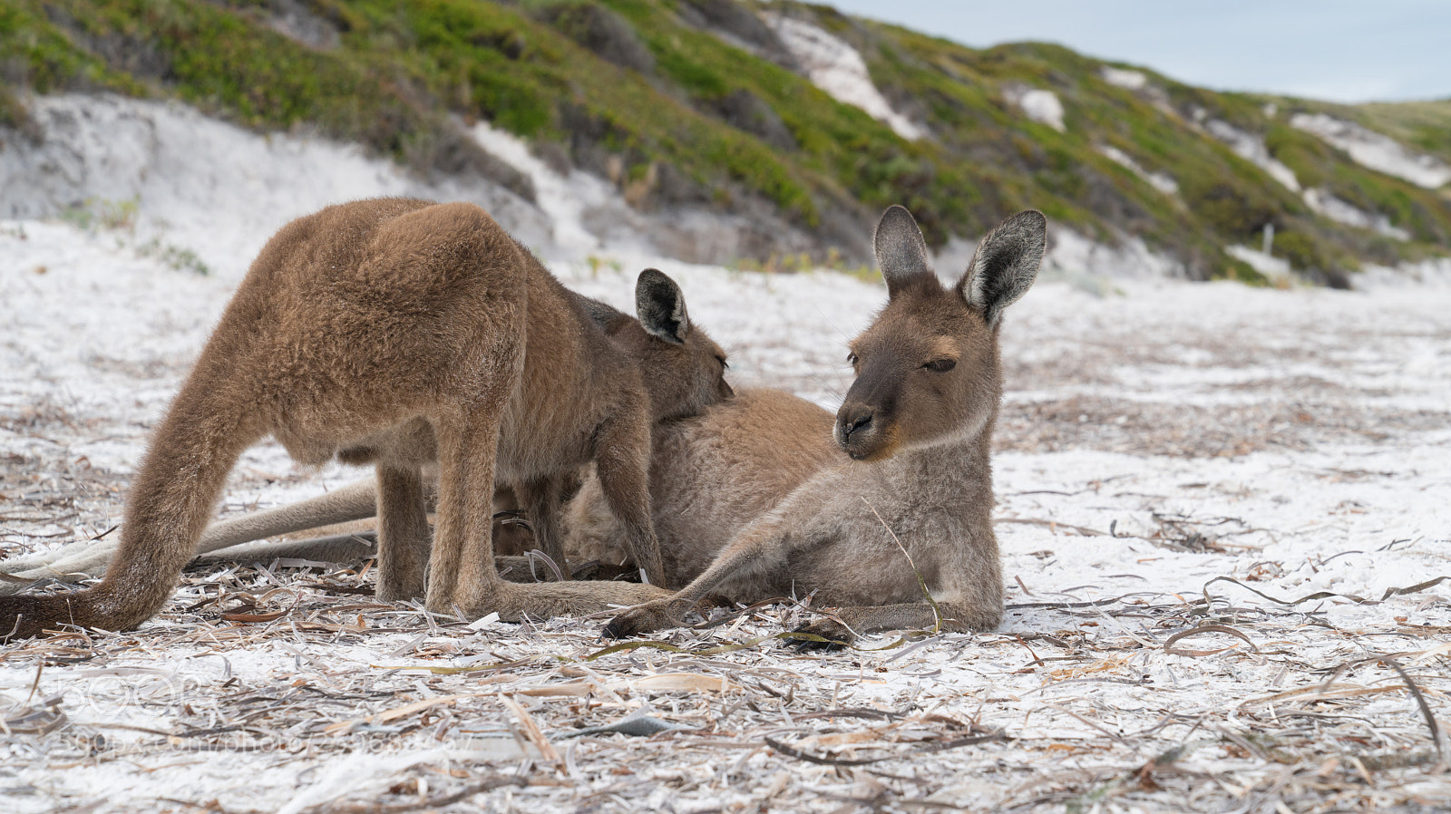 Sony a7R II sample photo. Cape le grand national photography