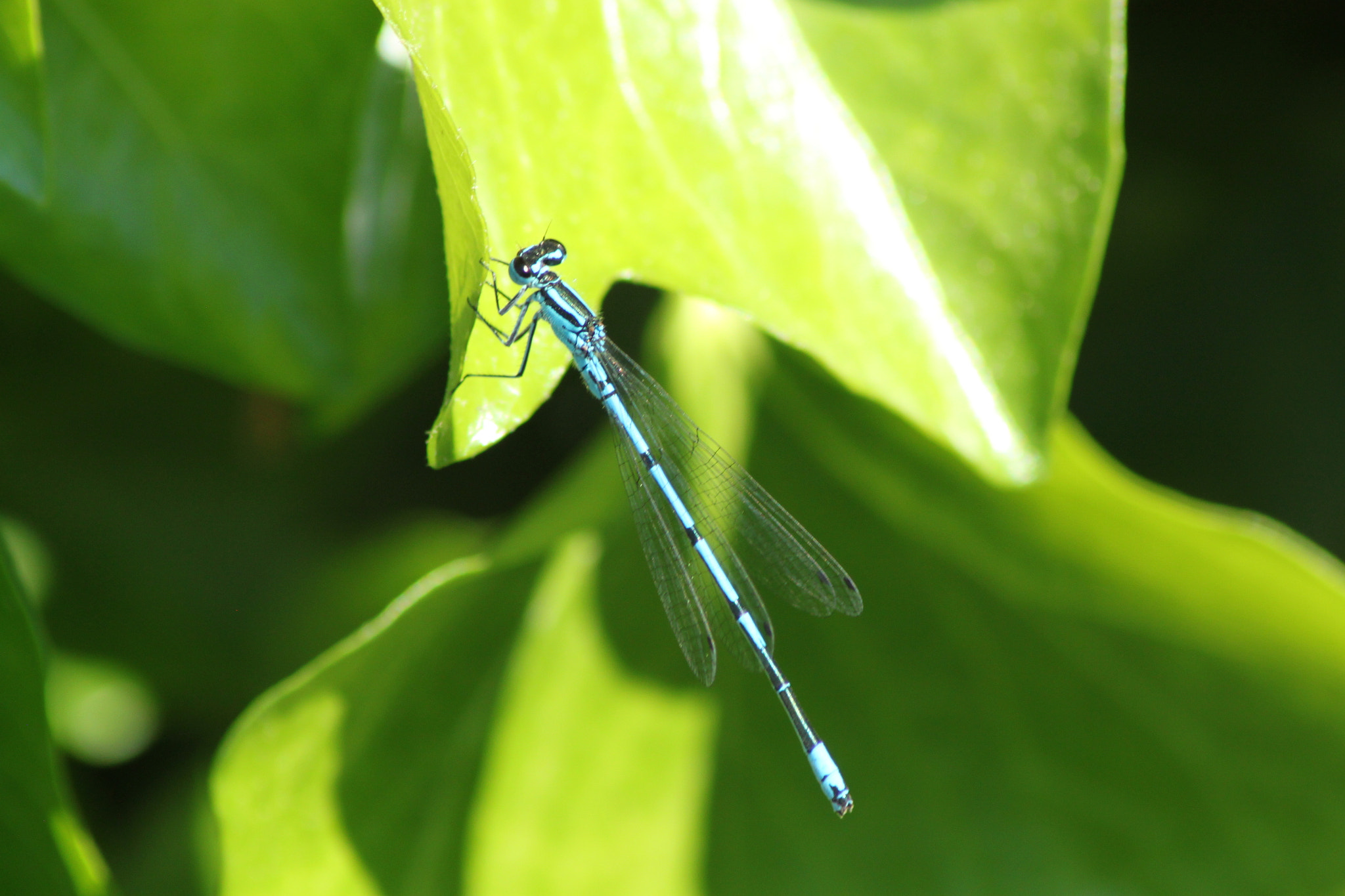 Canon EOS 500D (EOS Rebel T1i / EOS Kiss X3) sample photo. Beautifulblue photography