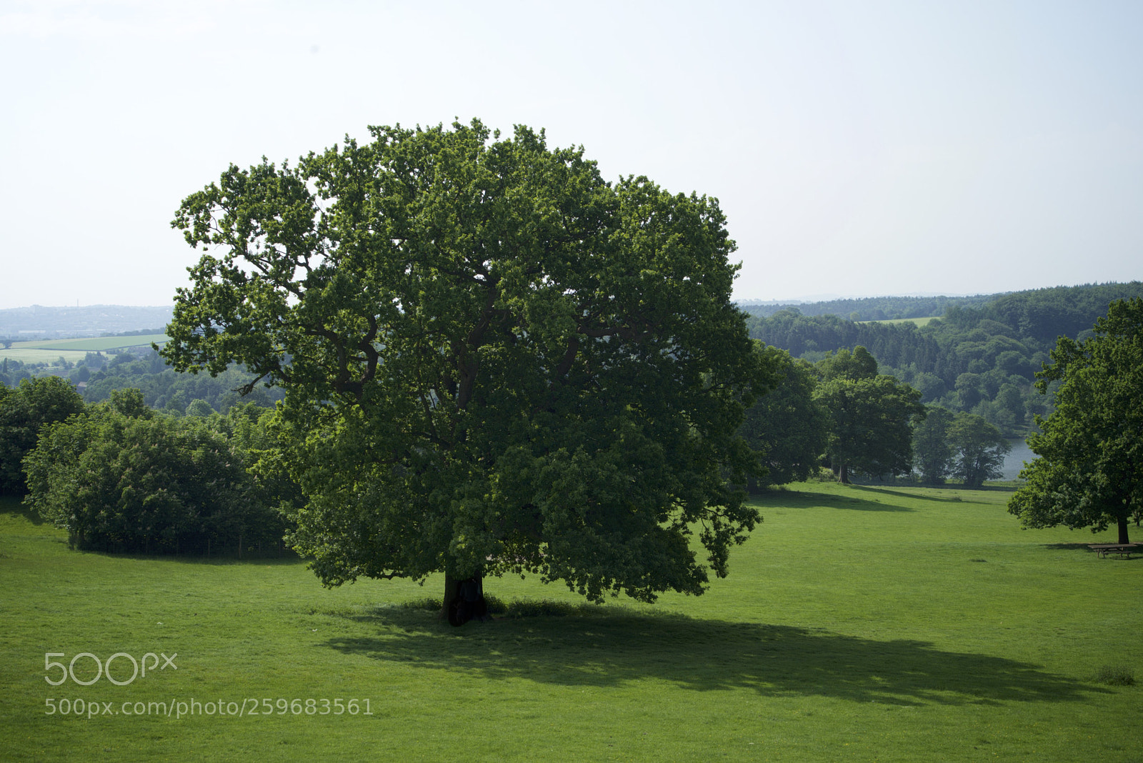 Sony a7R sample photo. Yorkshire sculpture park may 2018 photography