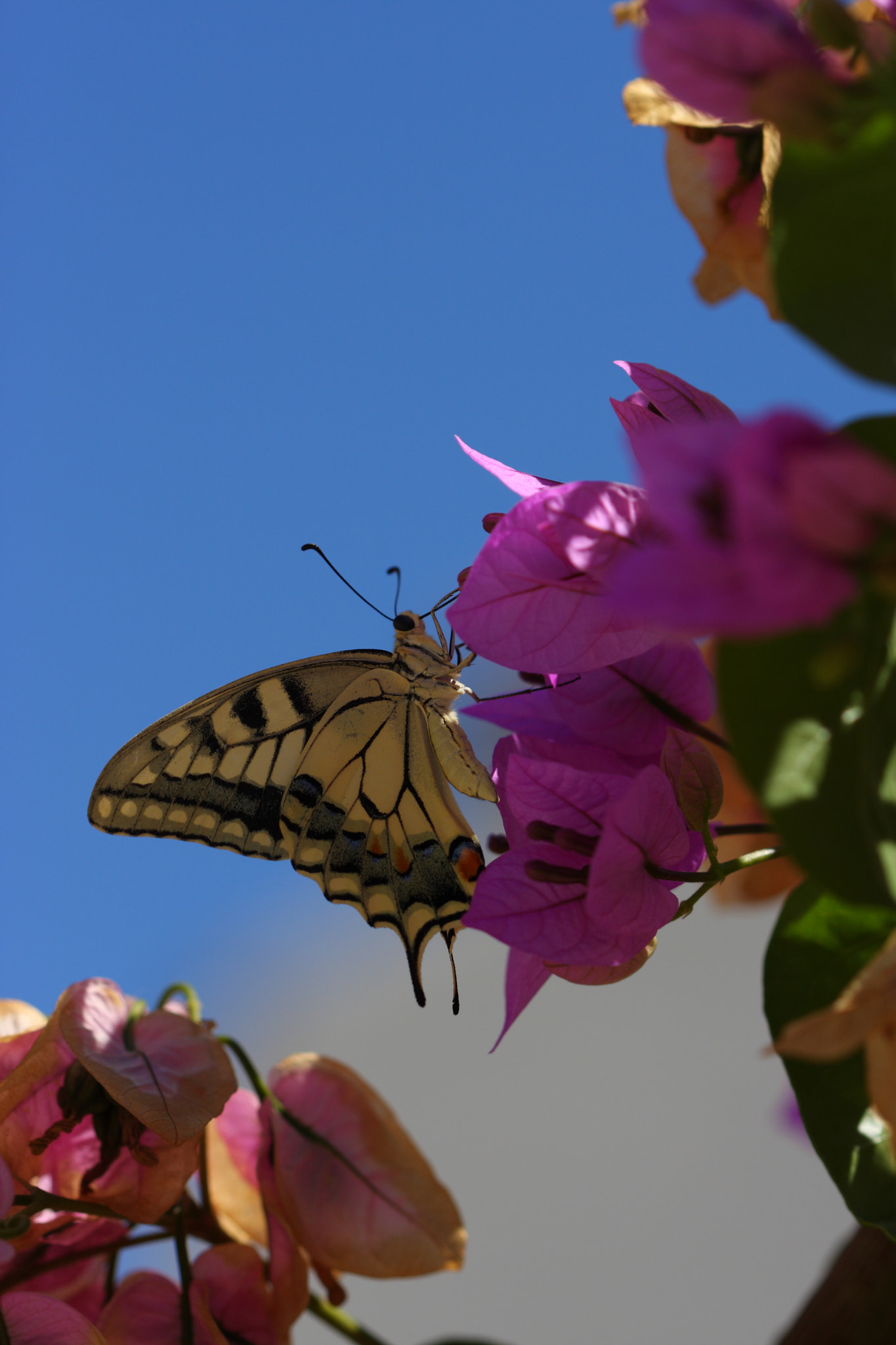 Canon EOS 40D sample photo. Papilio machaon photography