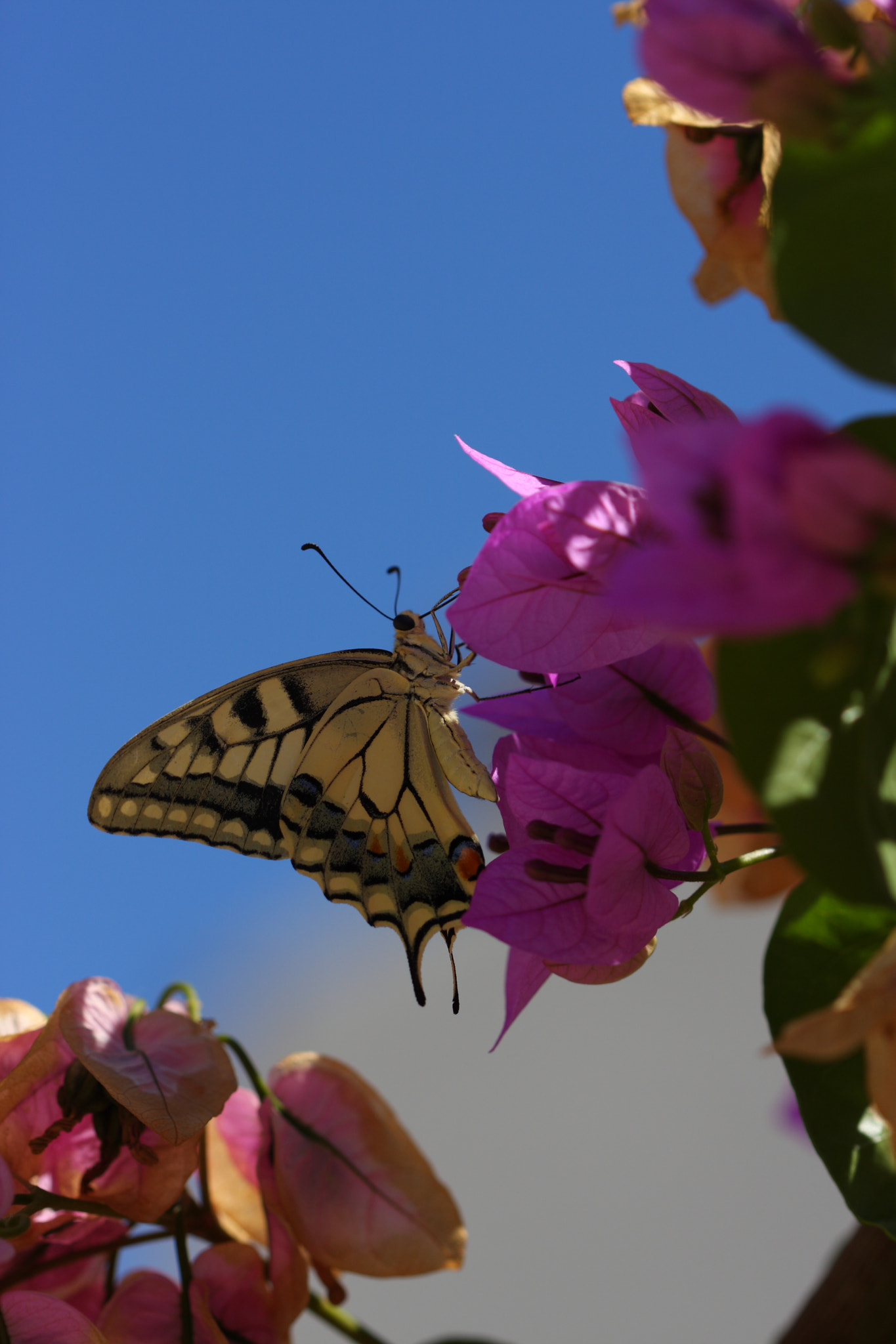 Canon EF 100mm F2.8 Macro USM sample photo. Papilio machaon photography