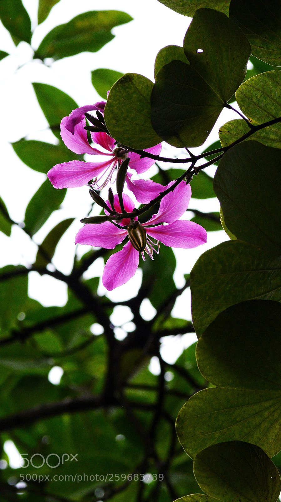 Nikon D7100 sample photo. Untitled photography