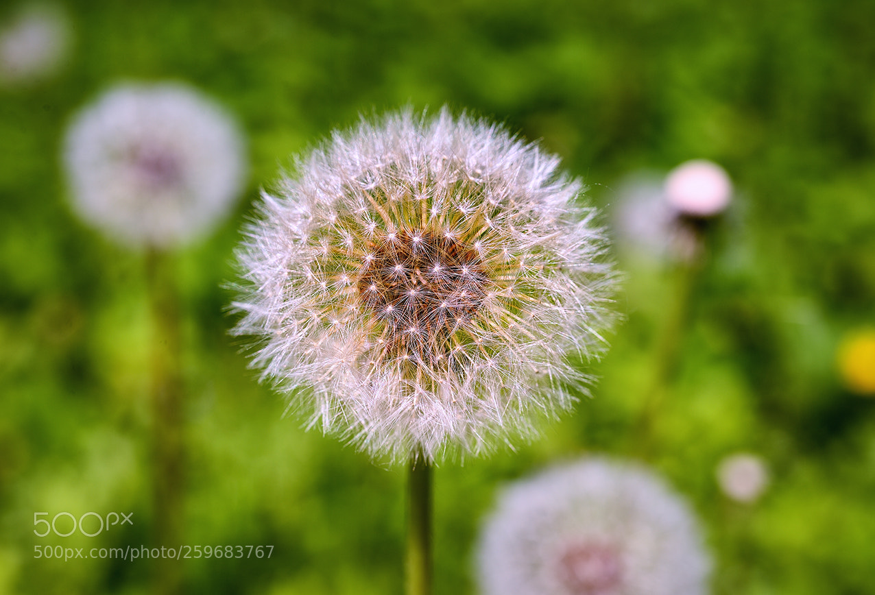 Nikon Df sample photo. Одуванчик photography