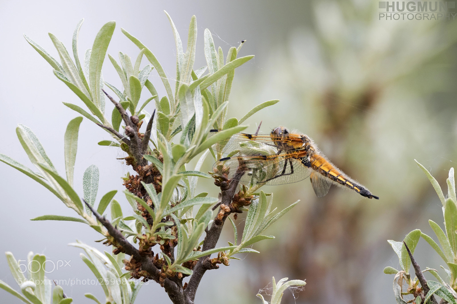 Nikon D500 sample photo. Four-spotted chaser photography