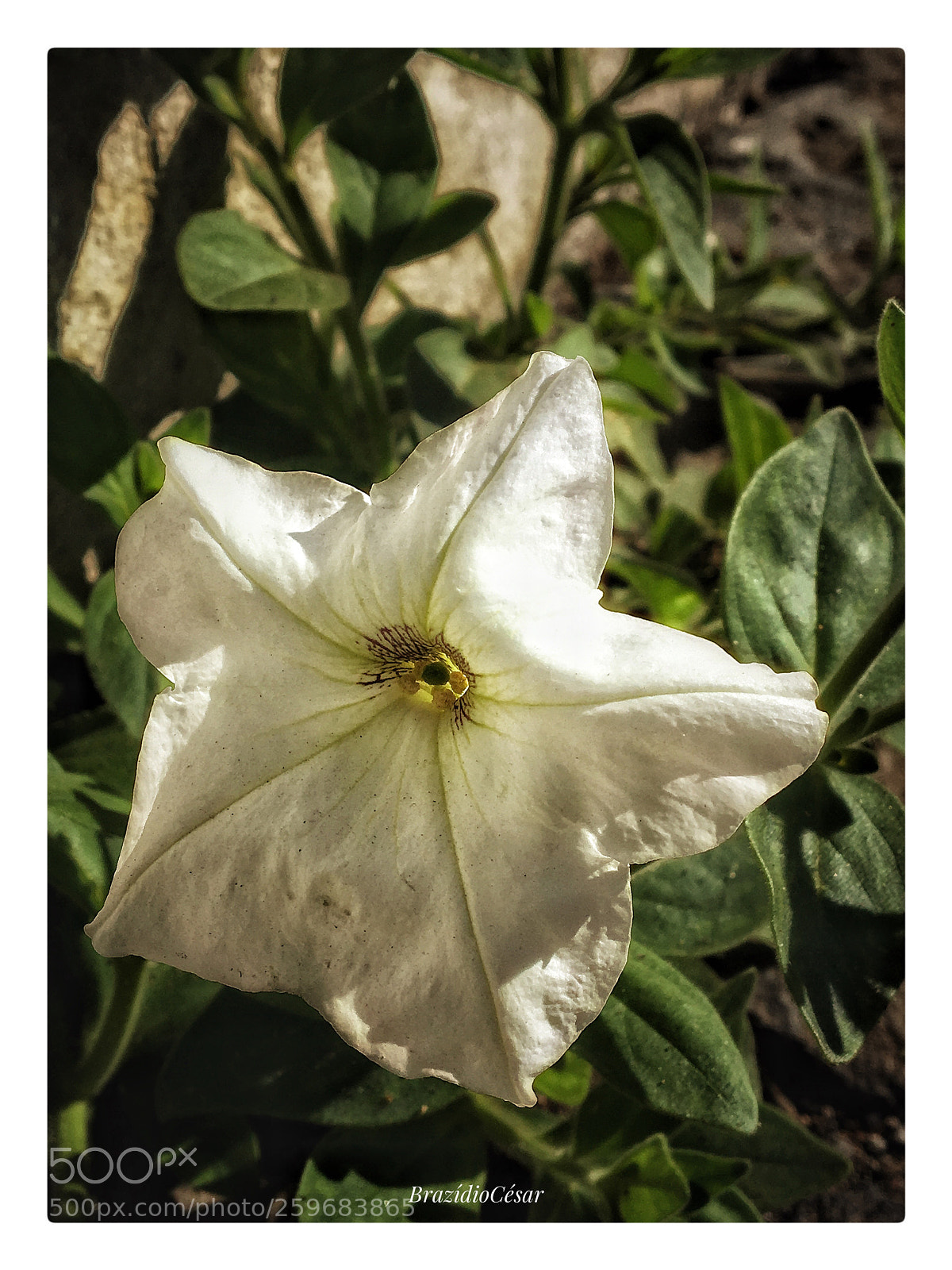 Apple iPhone 6s sample photo. Untitled photography