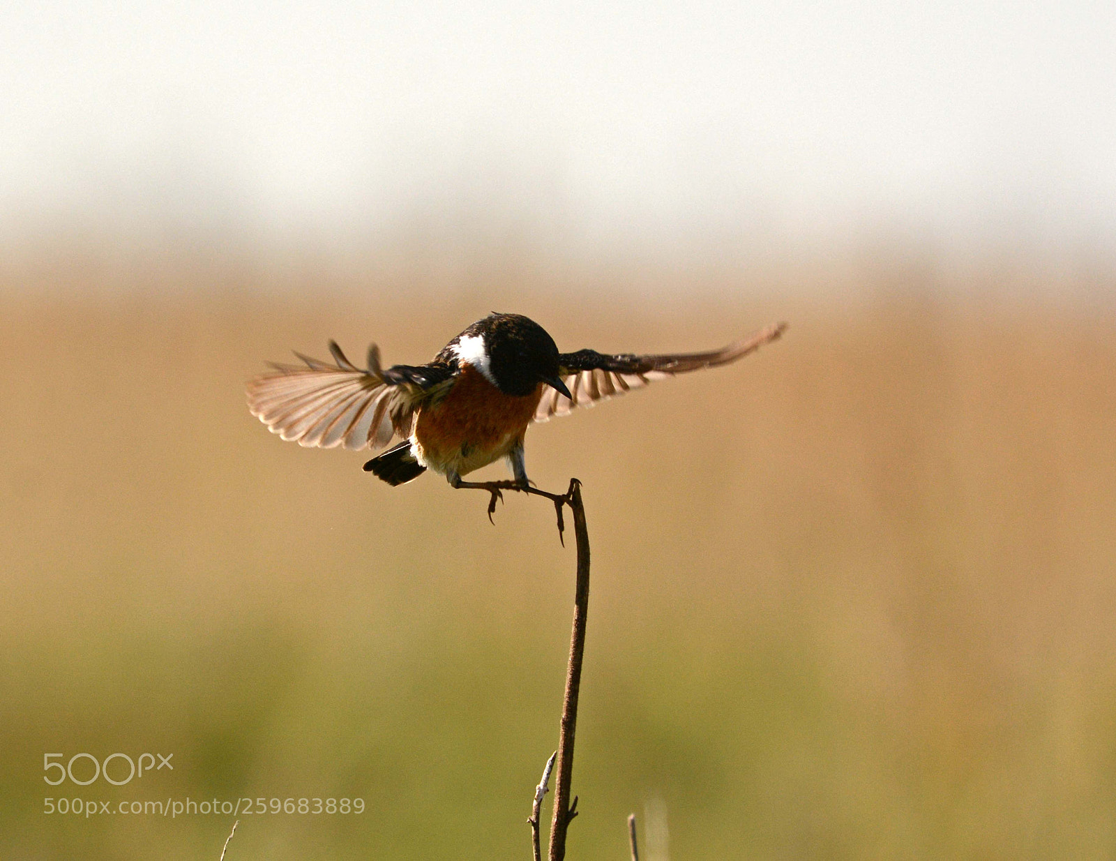 Nikon D7100 sample photo. African stonechat photography