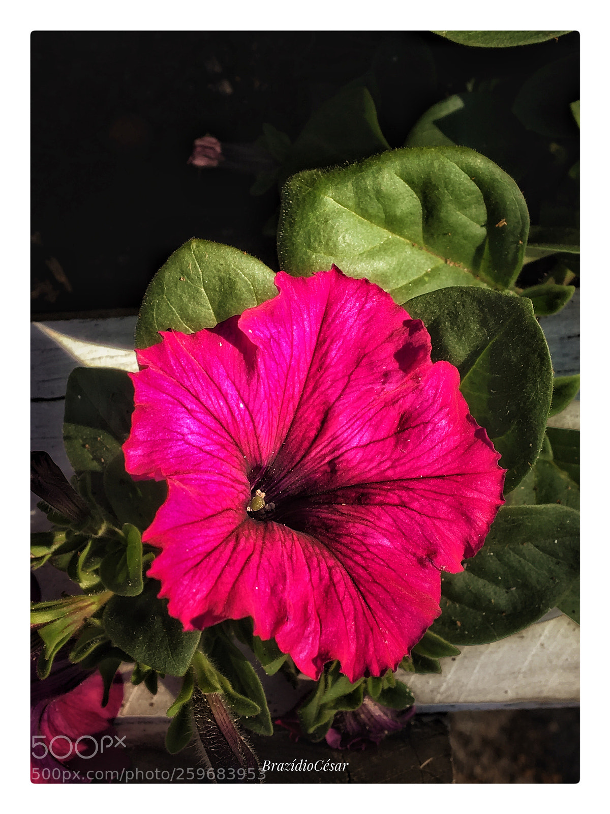 Apple iPhone 6s sample photo. Untitled photography