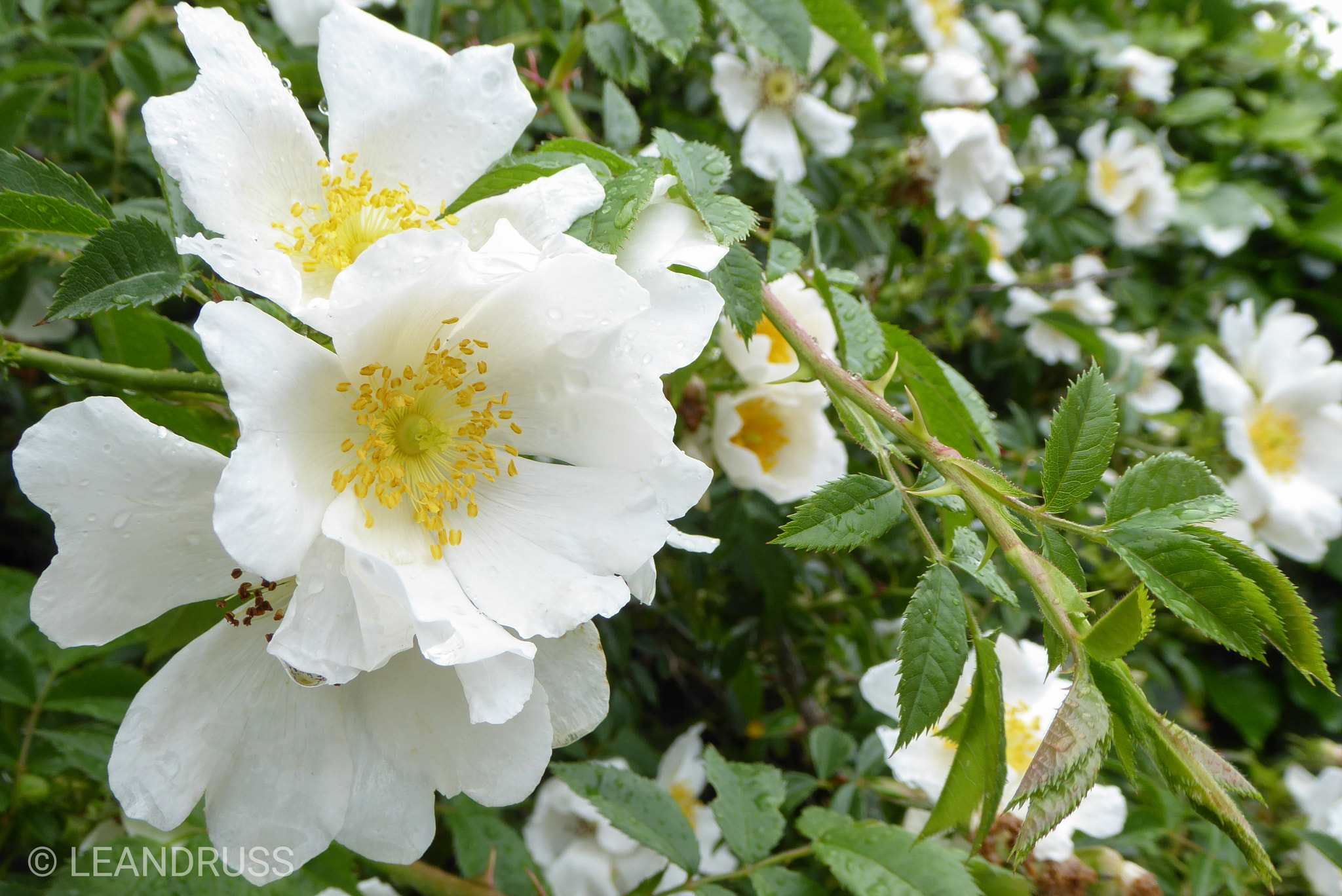 Panasonic Lumix DMC-ZS50 (Lumix DMC-TZ70) sample photo. .... after rain photography