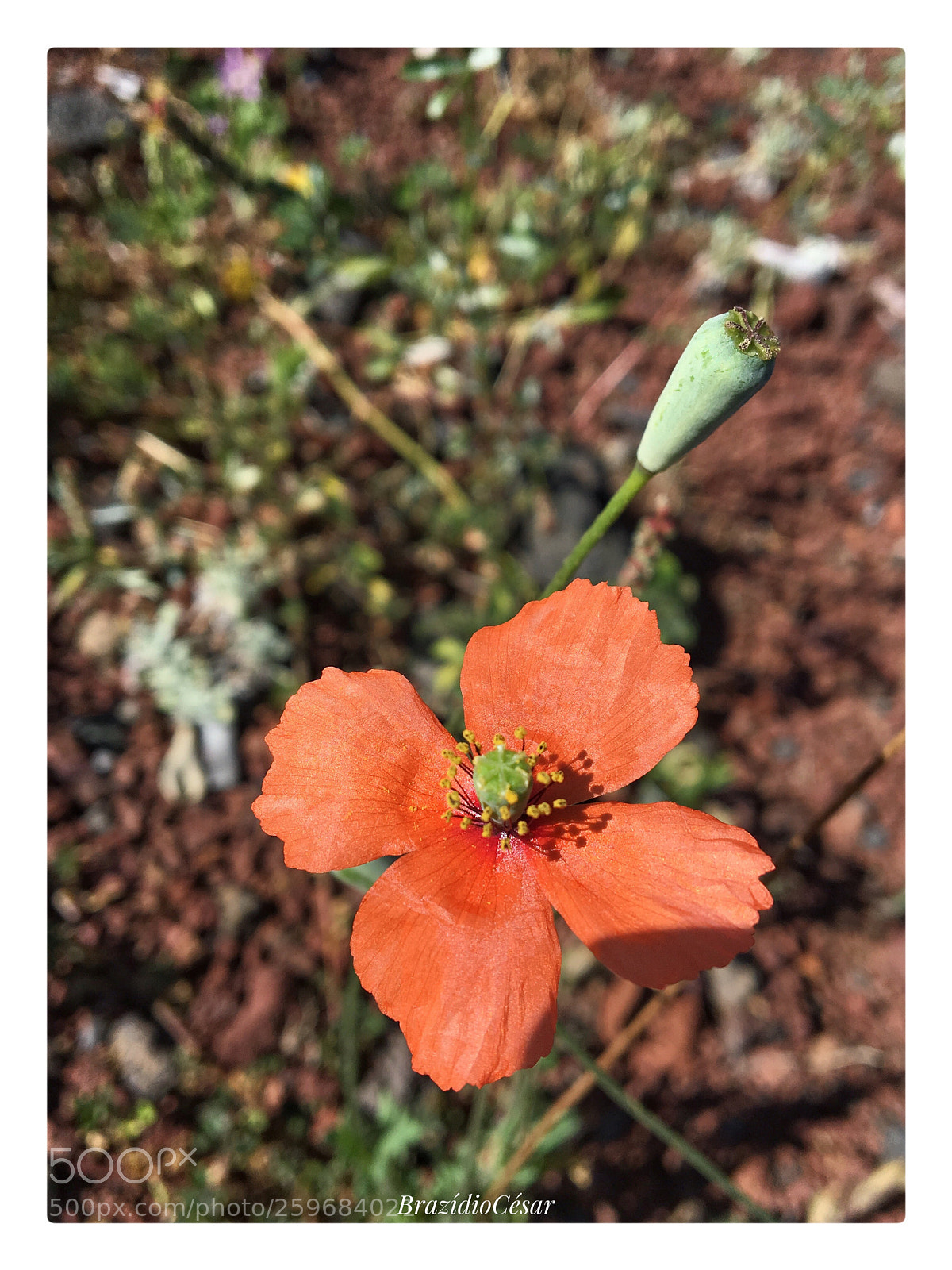 Apple iPhone 6s sample photo. Untitled photography