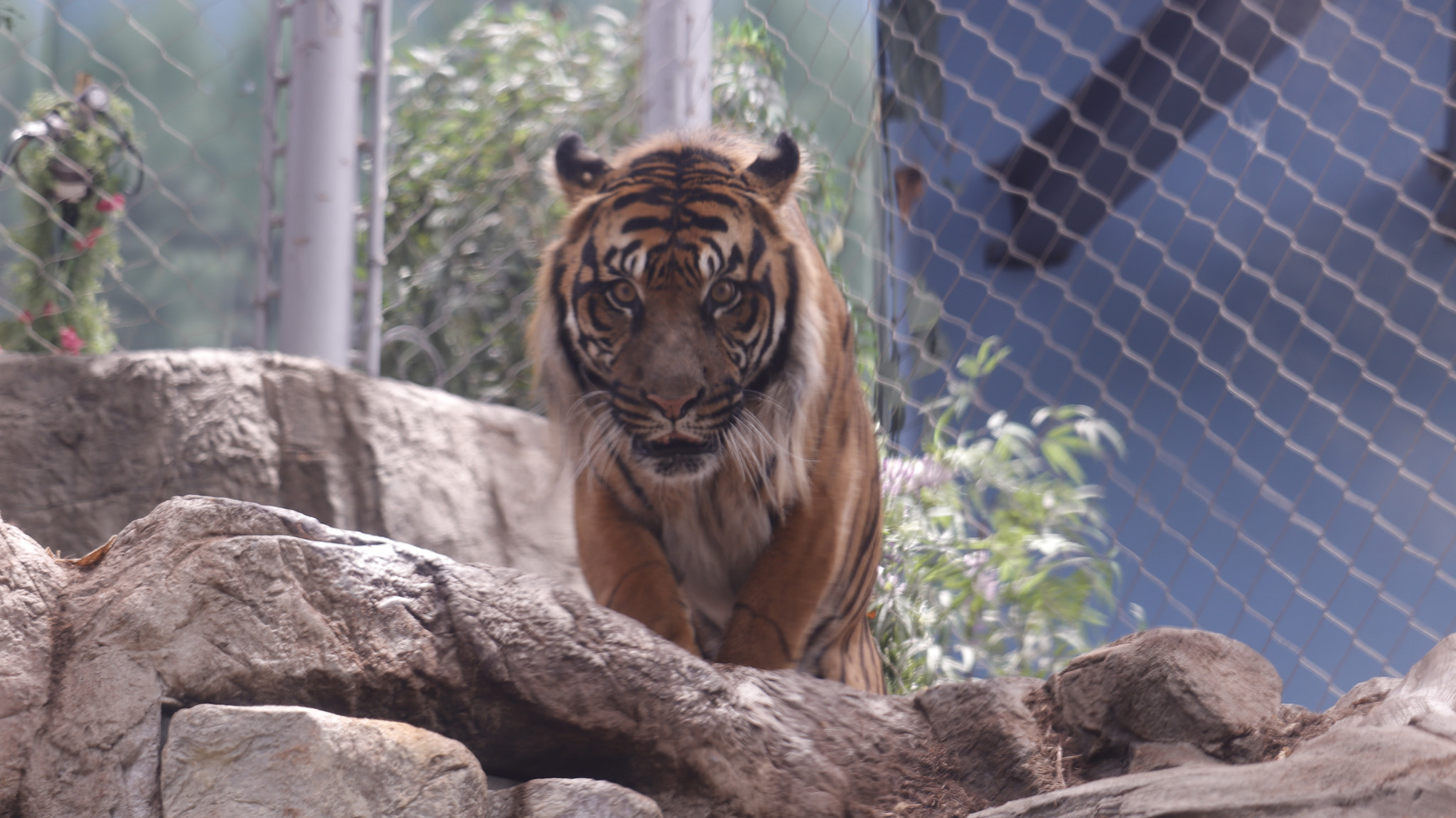 Canon EF-S 55-250mm F4-5.6 IS STM sample photo. True stripes photography