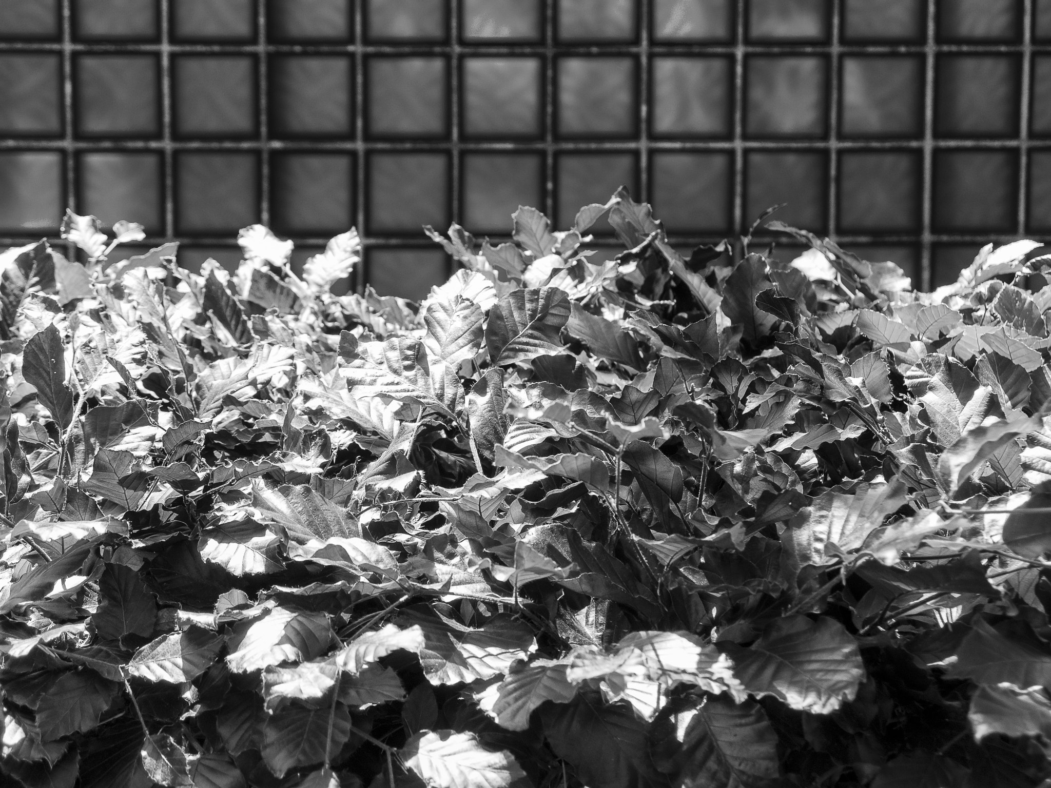 PENTAX RICOH IMAGING PENTAX MX-1 sample photo. The art of gardening iv photography