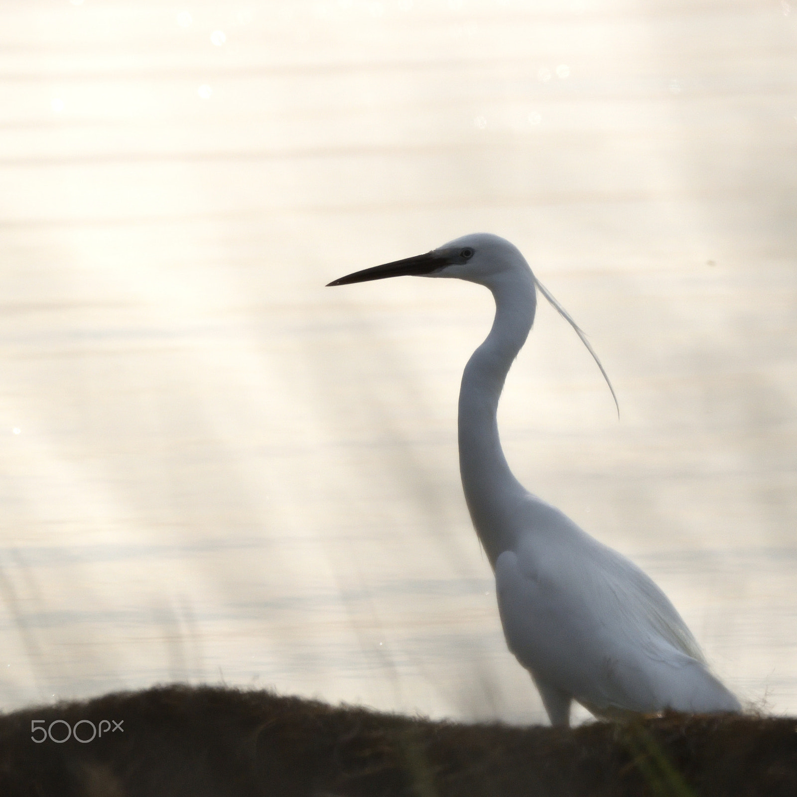 Nikon AF-S Nikkor 200-500mm F5.6E ED VR sample photo. Aigrette garzette photography