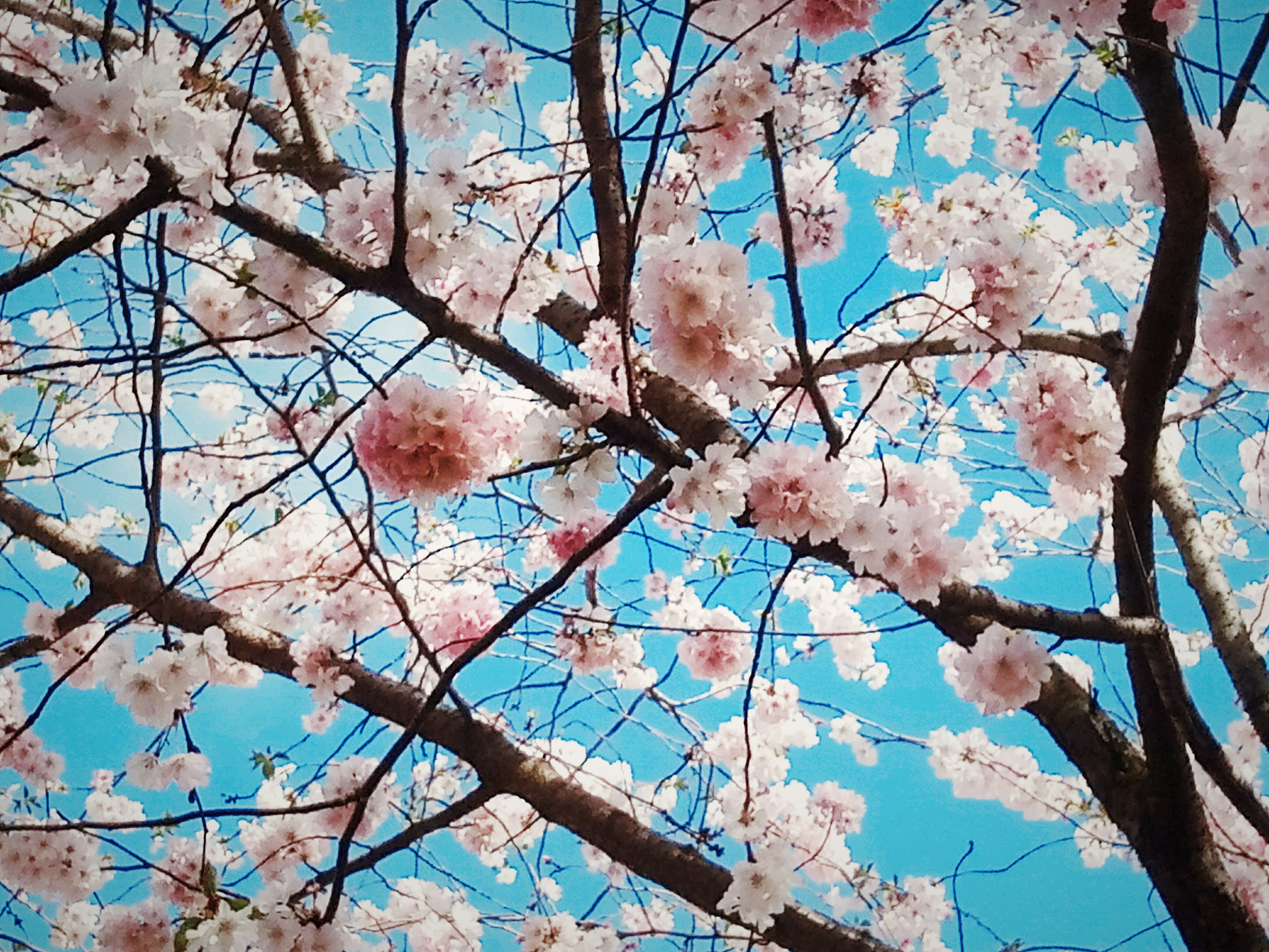 Meizu M5 sample photo. Sakura photography