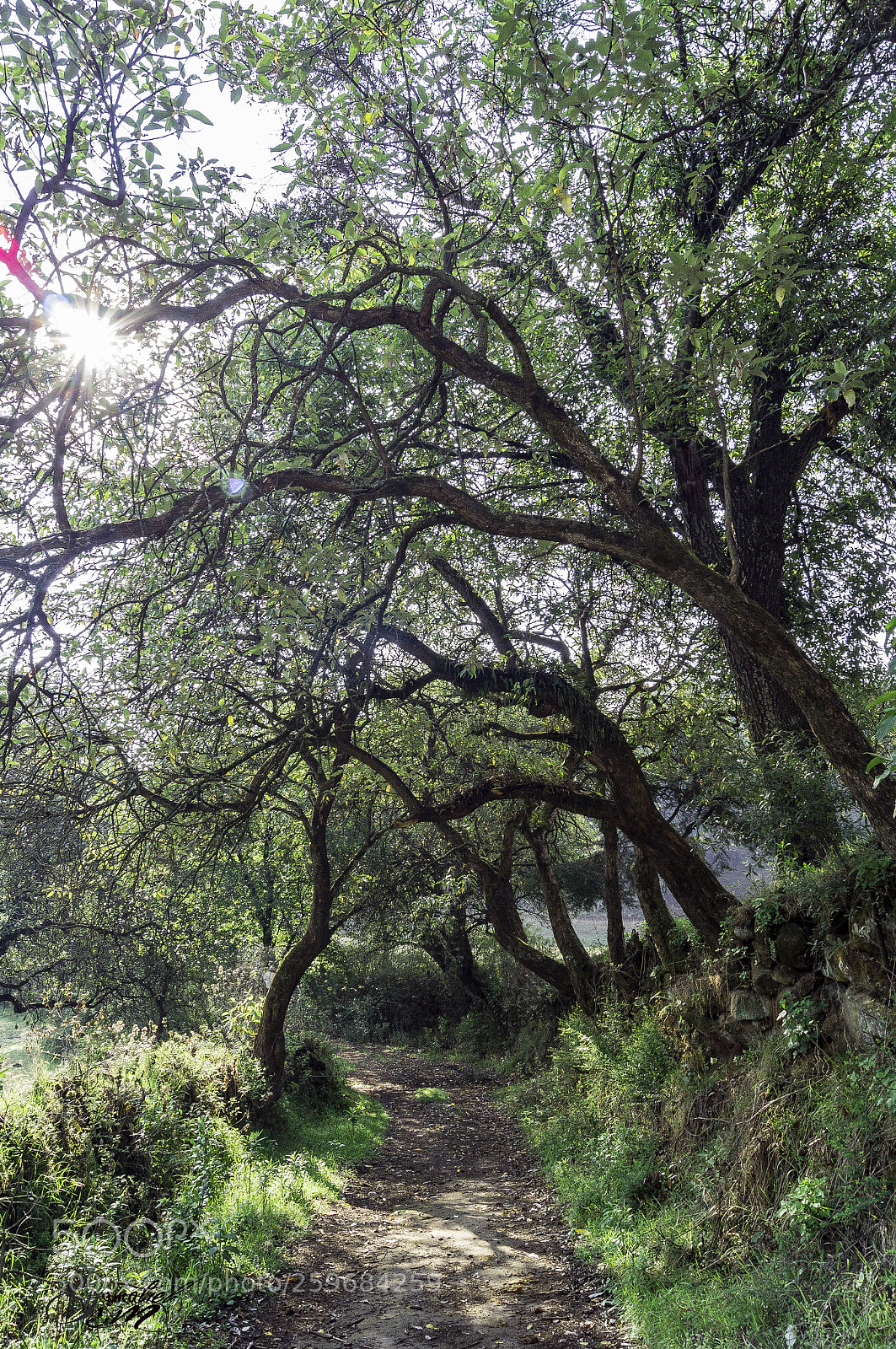 Sony SLT-A37 sample photo. Camino ll photography