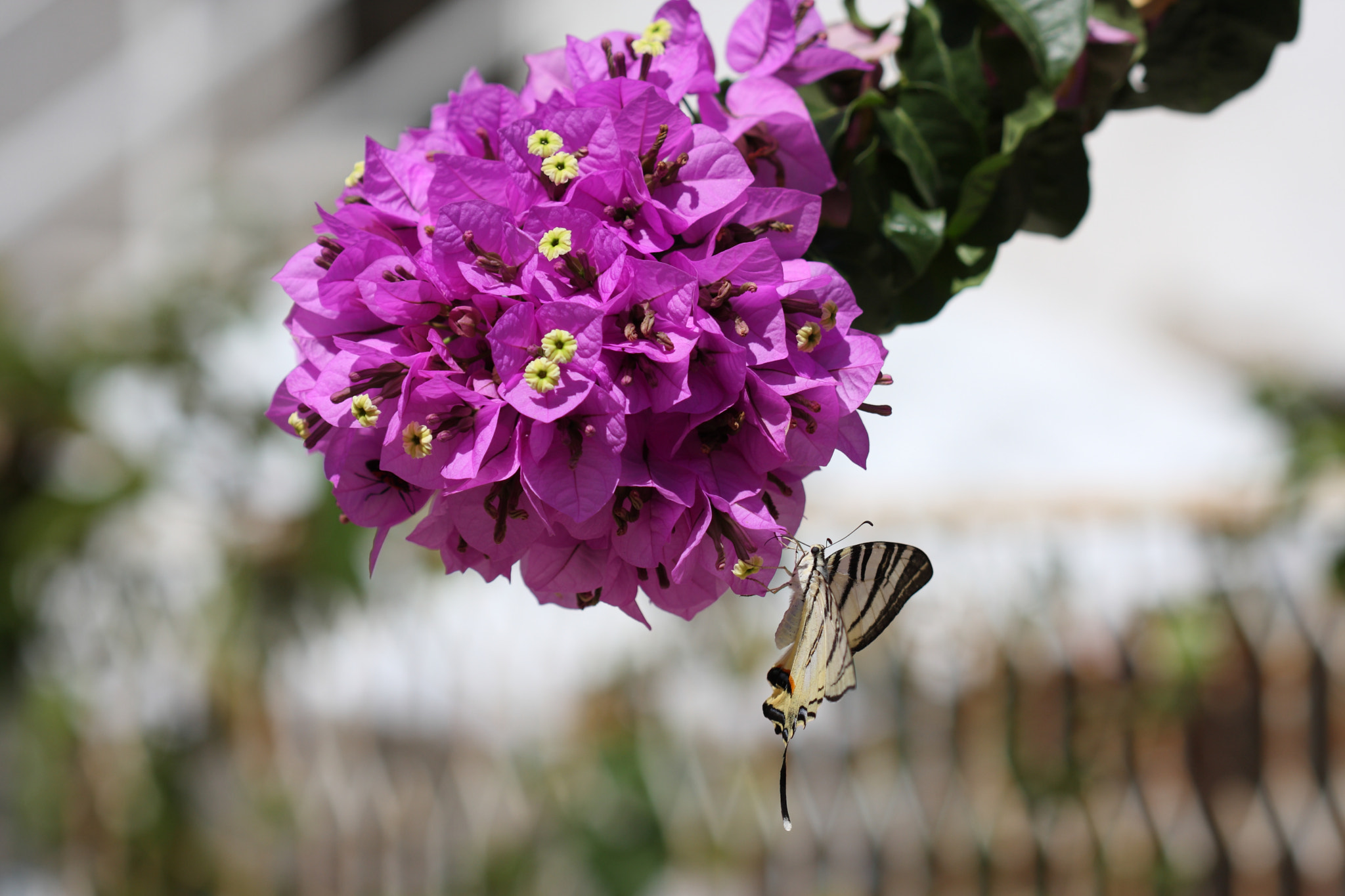 Canon EF 100mm F2.8 Macro USM sample photo. Iphiclides podalirius photography