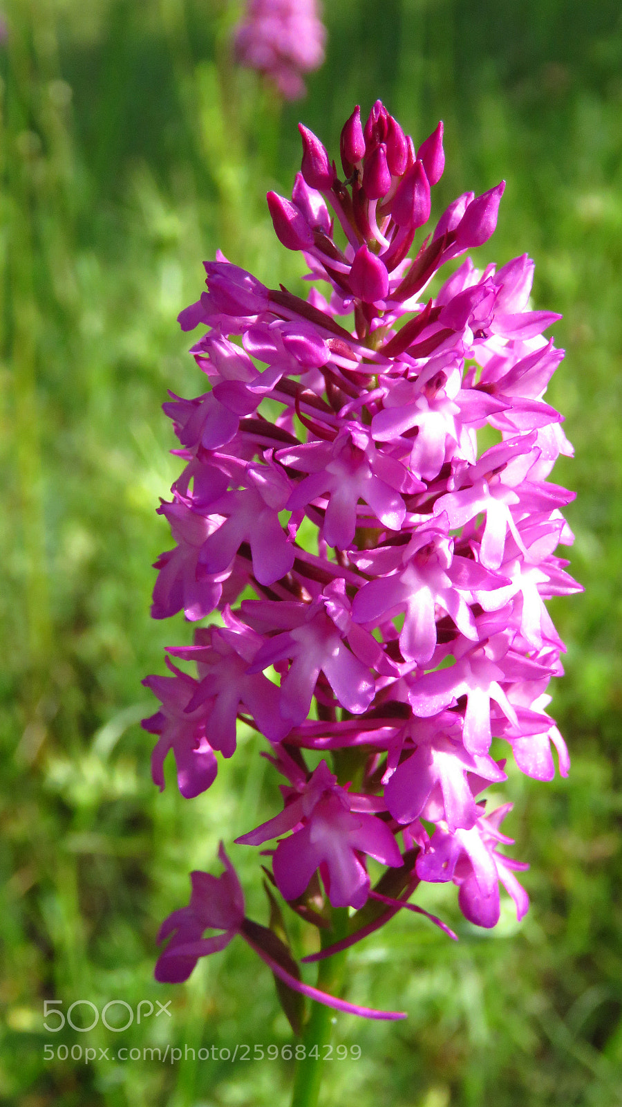Canon PowerShot SX60 HS sample photo. Pyramidal orchid (anacamptis pyramidalis) photography