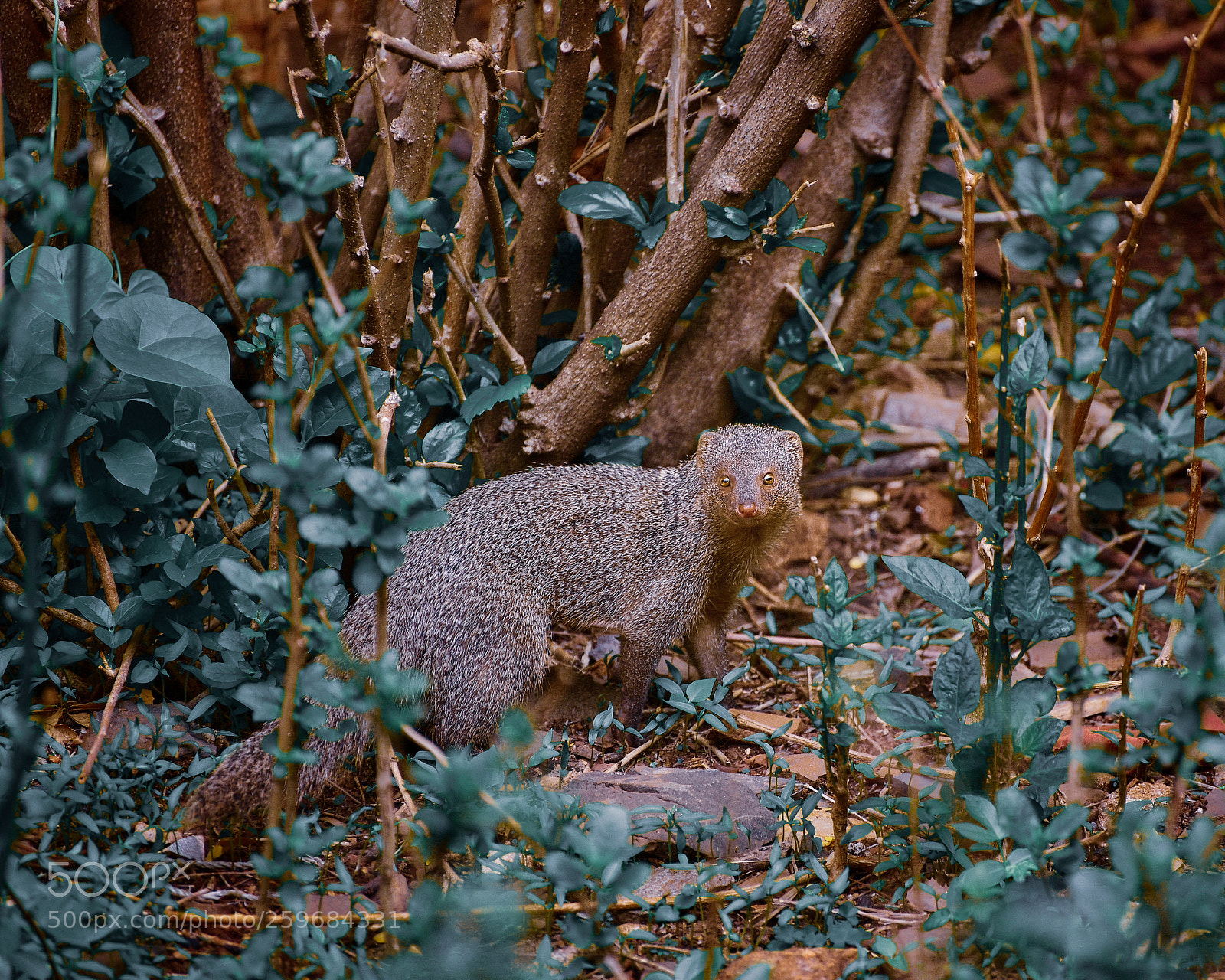 Nikon D750 sample photo. Mangoose photography