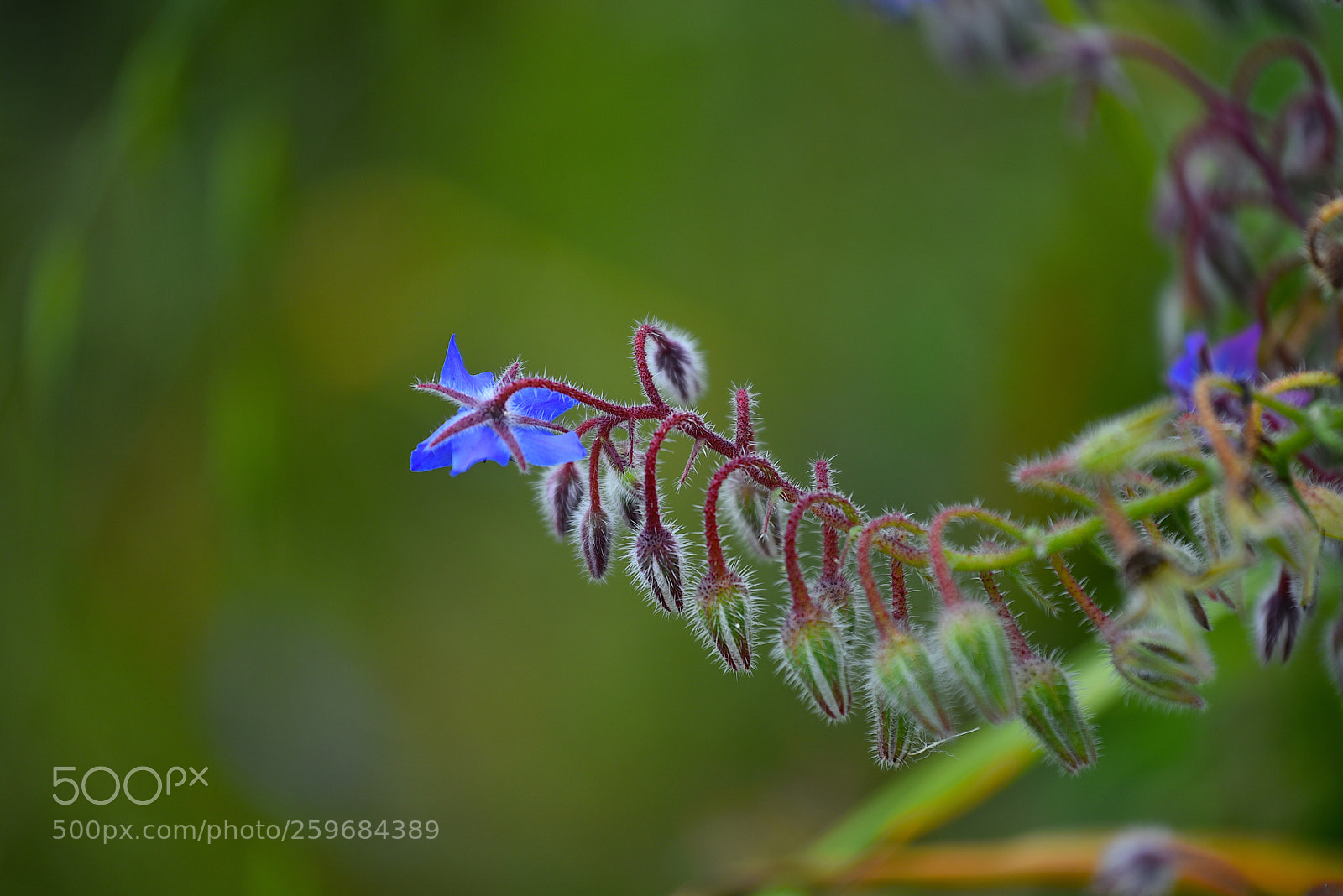 Nikon D750 sample photo. Fiori di borragine  photography