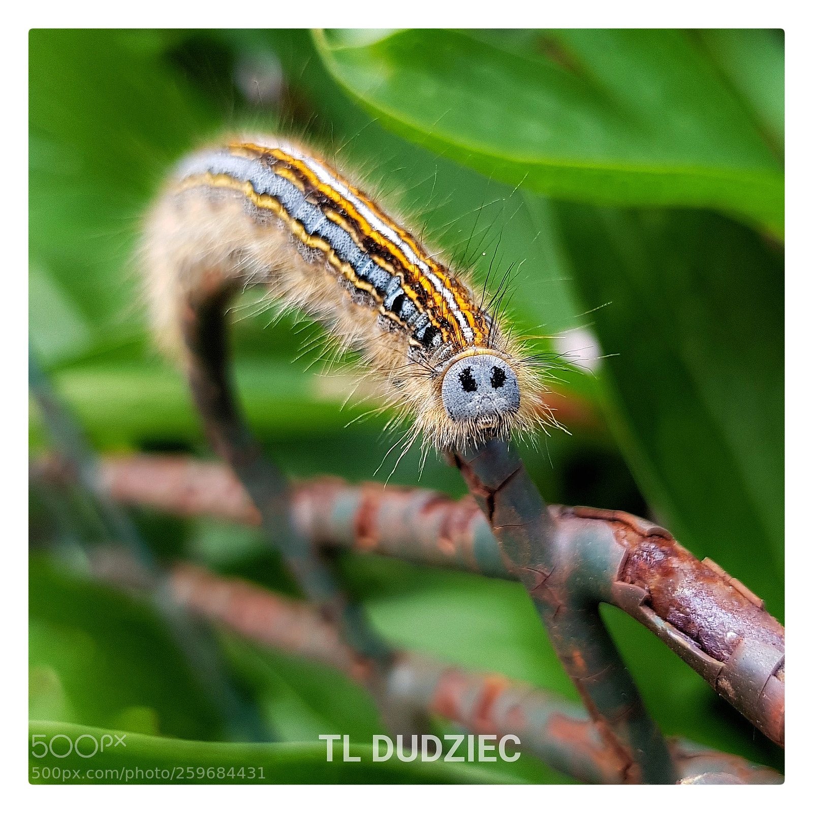 Samsung Galaxy S8 sample photo. Lackey moth caterpillar photography