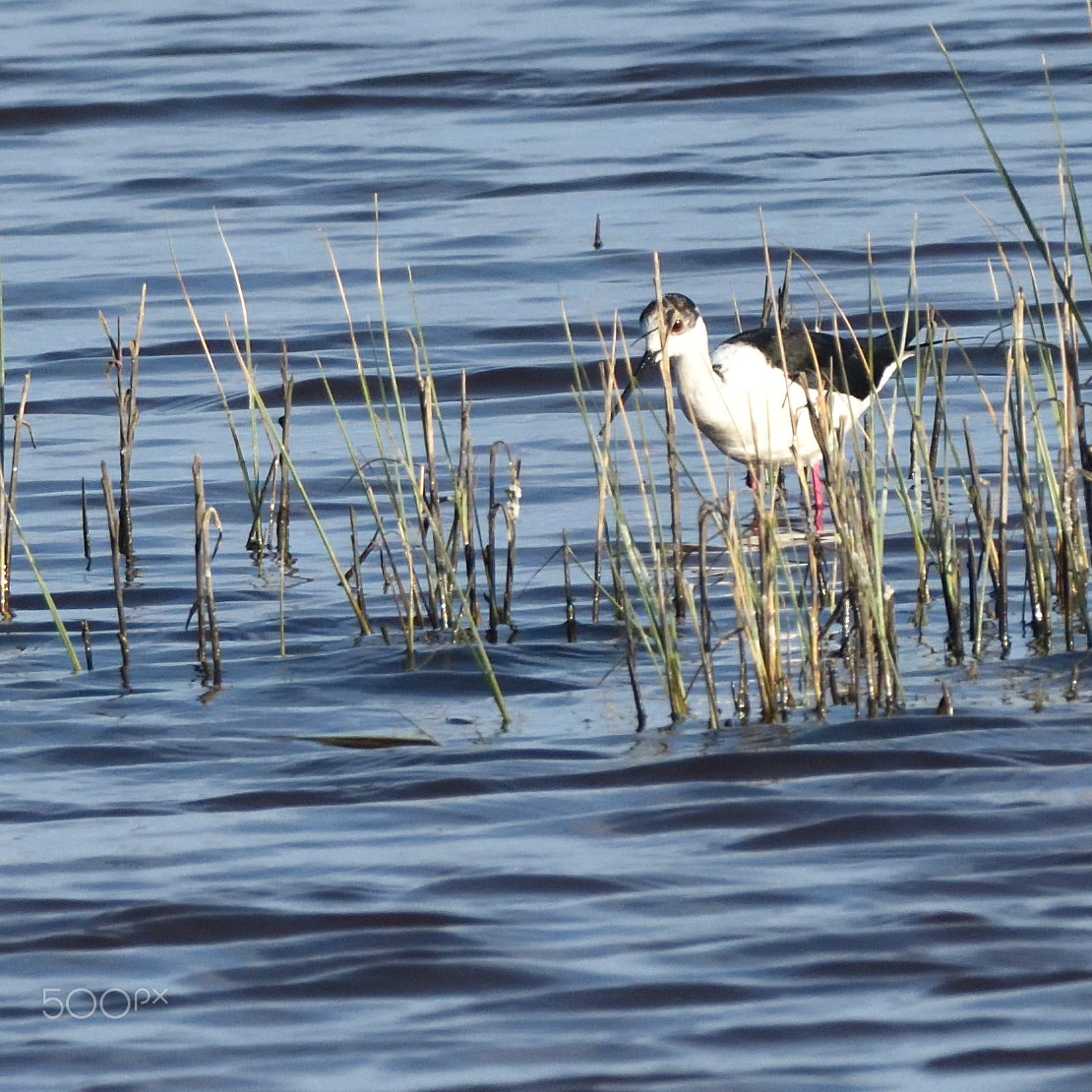 Nikon AF-S Nikkor 200-500mm F5.6E ED VR sample photo. Echasse blanche photography