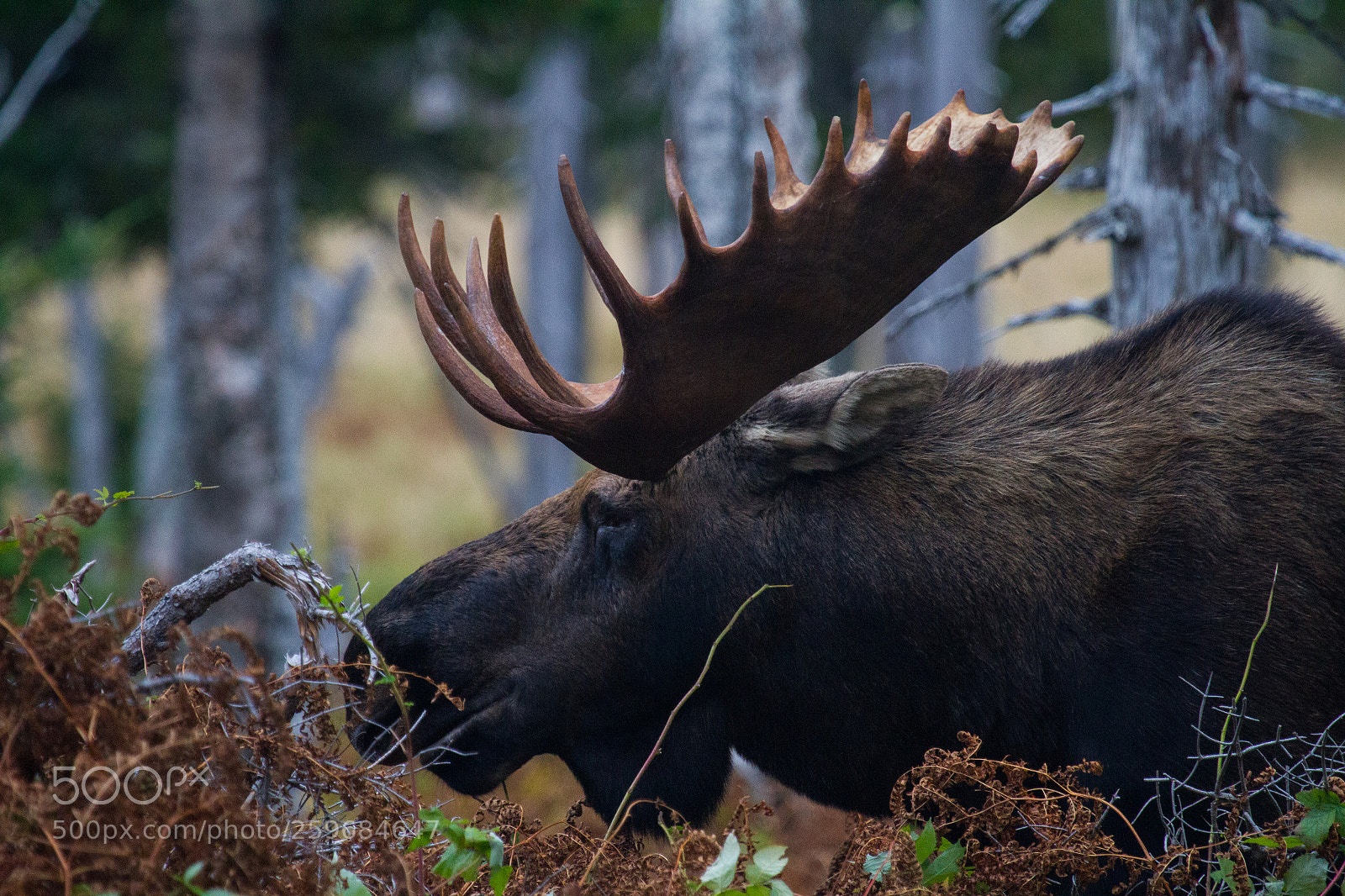Canon EOS 7D sample photo. Moose photography