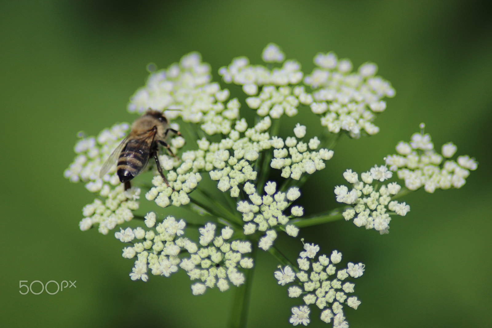 Canon EOS 600D (Rebel EOS T3i / EOS Kiss X5) sample photo. Bee on flower photography