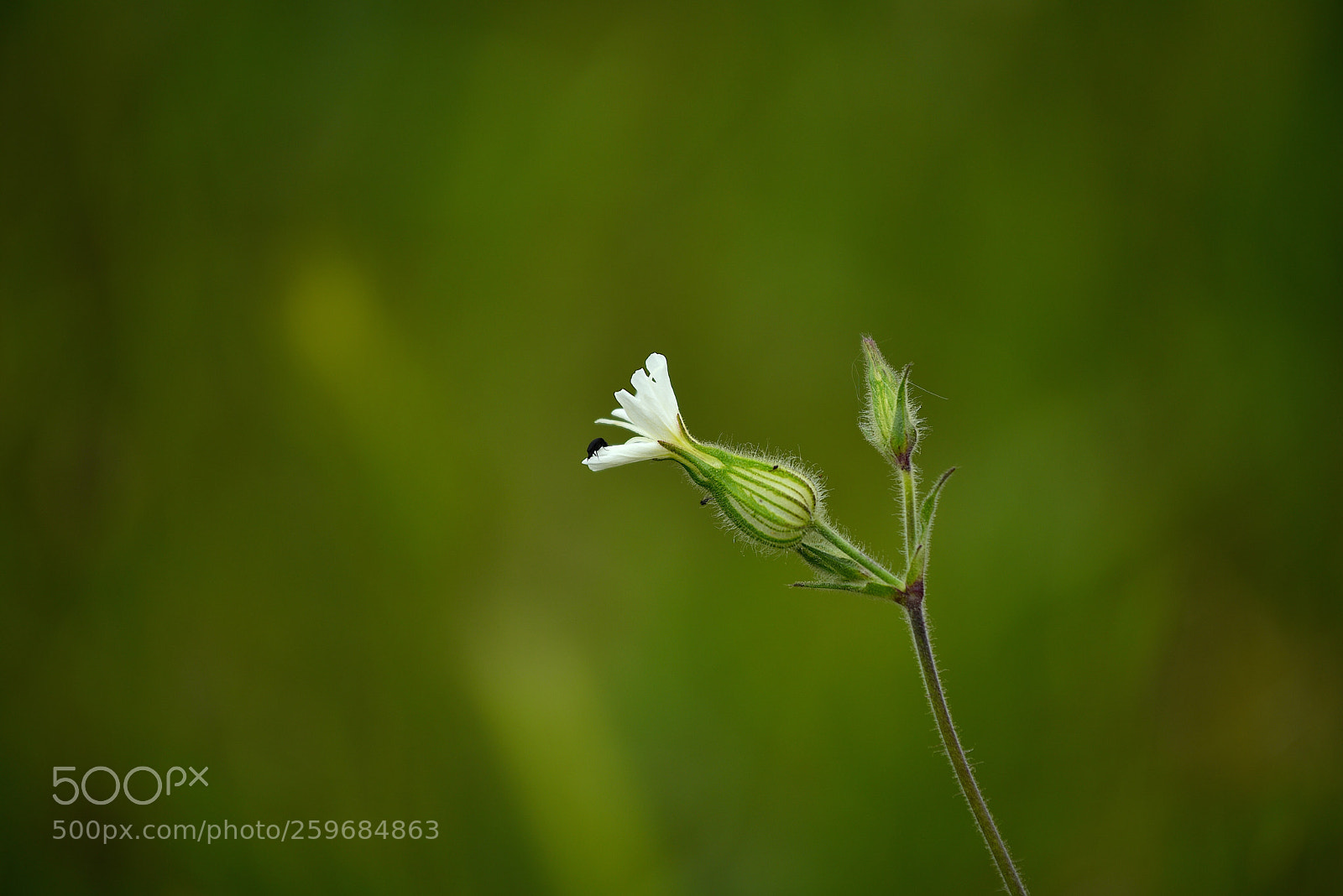 Nikon D750 sample photo. Minimal  photography